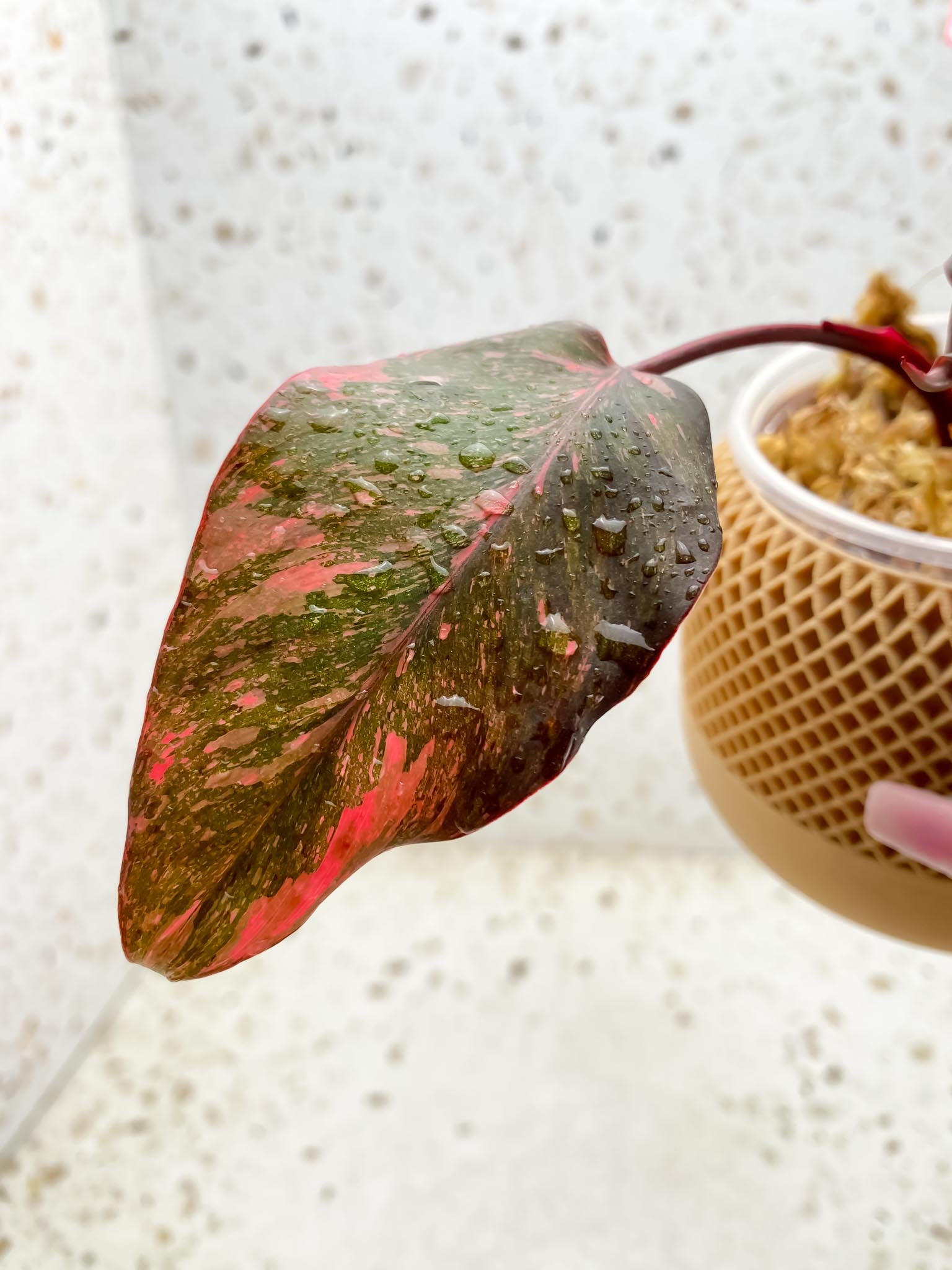 Philodendron Pink Princess Marble Galaxy 5 Leaves 5 Nodes Top Cutting Rooted
