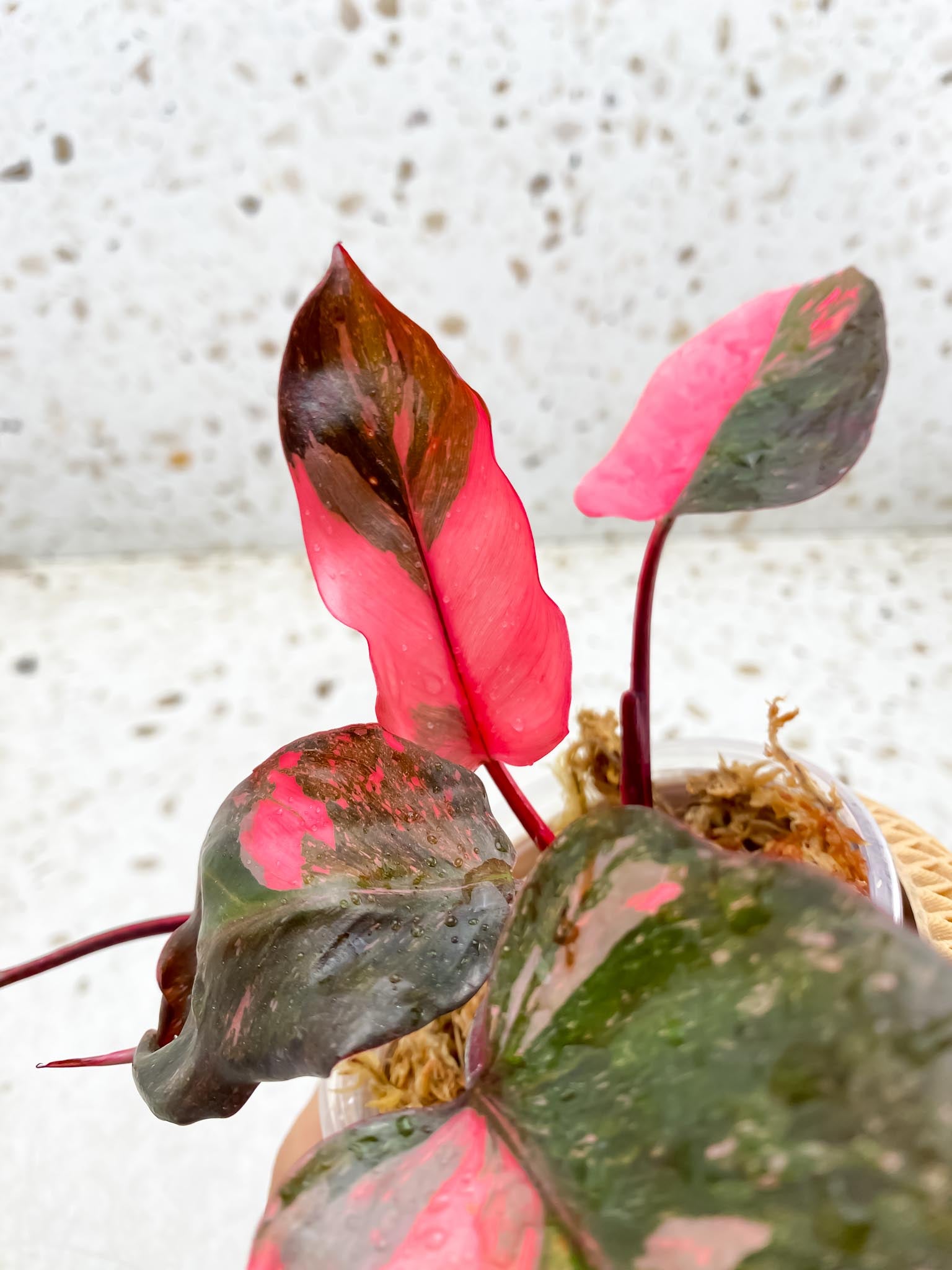 Philodendron Pink Princess Marble Galaxy 5 Leaves 5 Nodes Top Cutting Rooted
