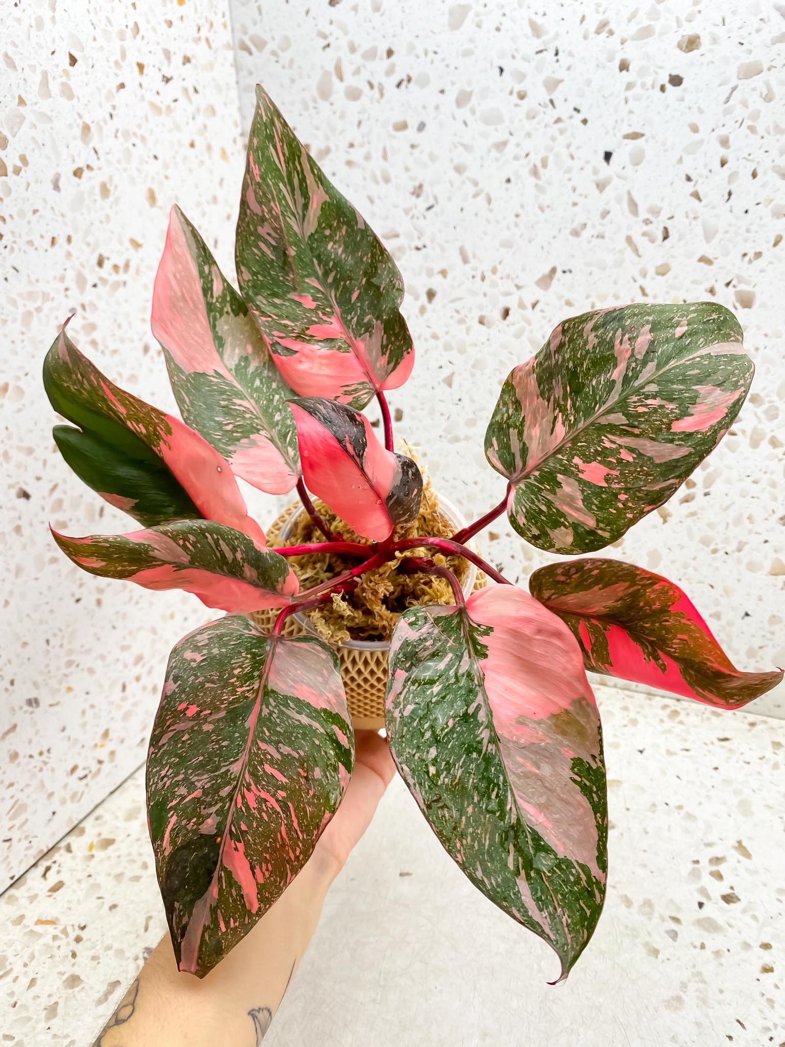 Philodendron Pink Princess Marble Galaxy Multiple Leaves Multiple Nodes Top Cutting Rooted Mother Plant