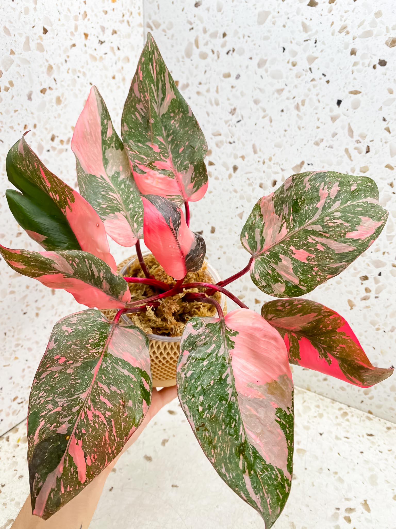 Philodendron Pink Princess Marble Galaxy Multiple Leaves Multiple Nodes Top Cutting Rooted Mother Plant