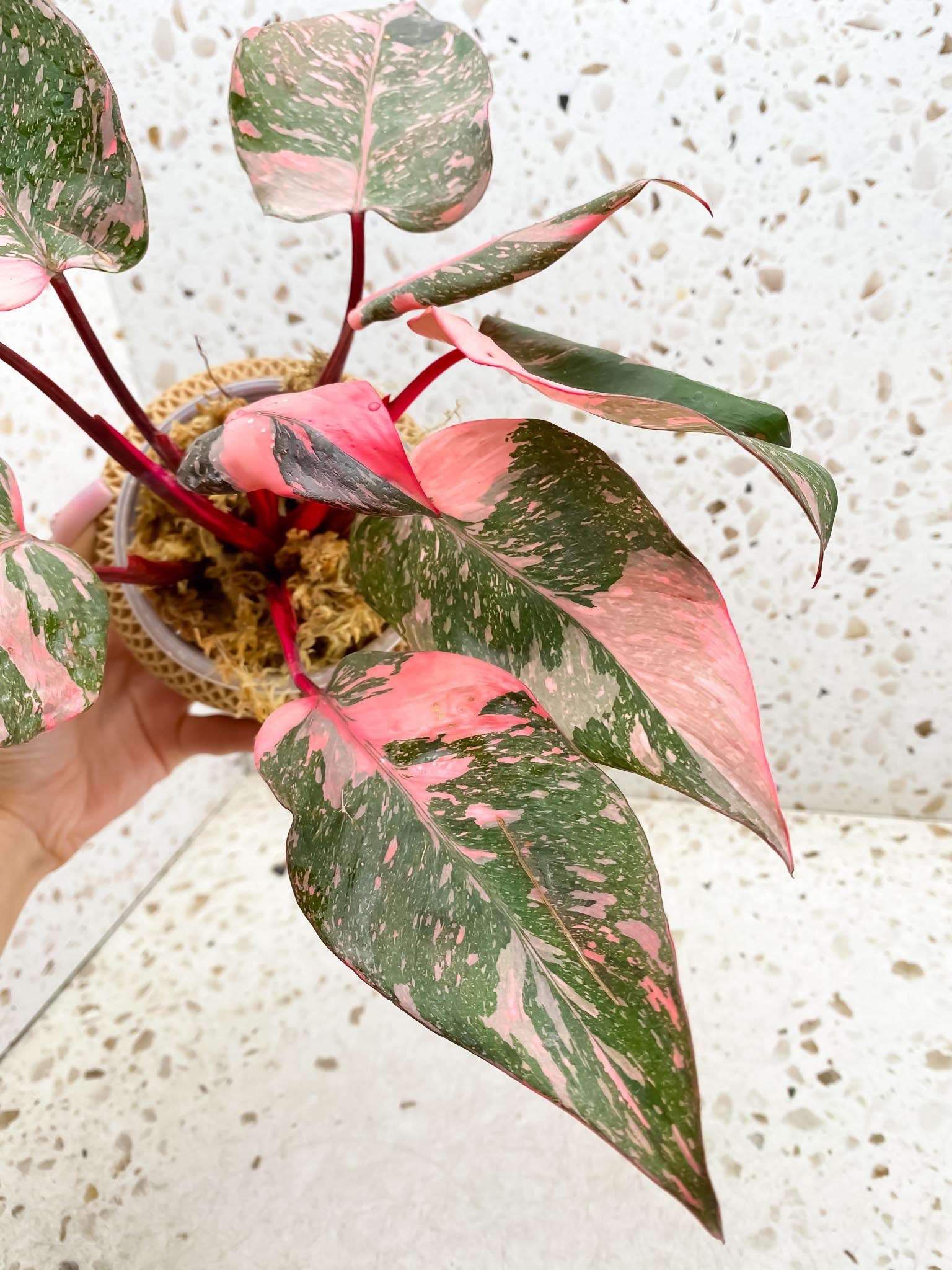 Philodendron Pink Princess Marble Galaxy Multiple Leaves Multiple Nodes Top Cutting Rooted Mother Plant