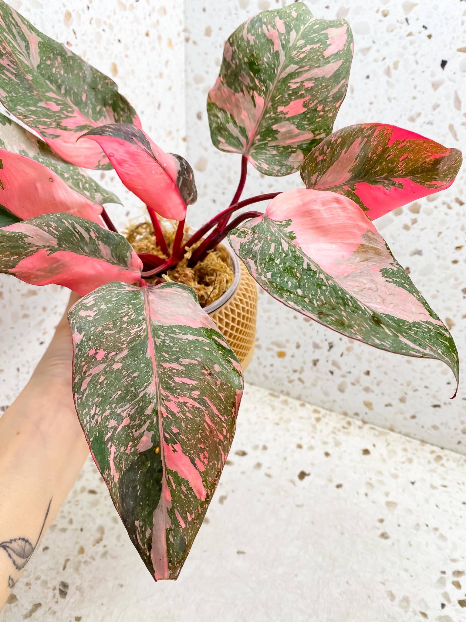 Philodendron Pink Princess Marble Galaxy Multiple Leaves Multiple Nodes Top Cutting Rooted Mother Plant