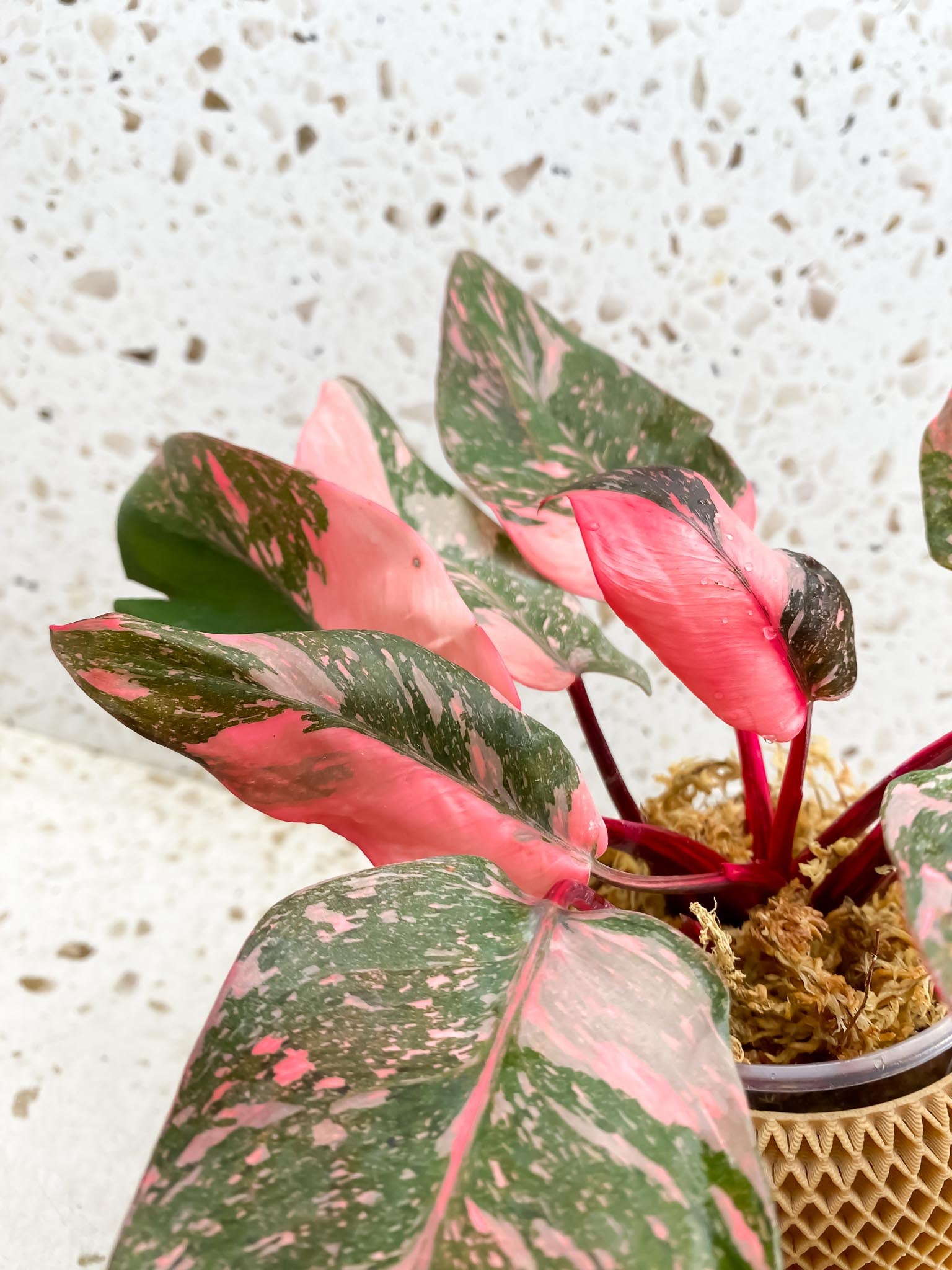 Philodendron Pink Princess Marble Galaxy Multiple Leaves Multiple Nodes Top Cutting Rooted Mother Plant
