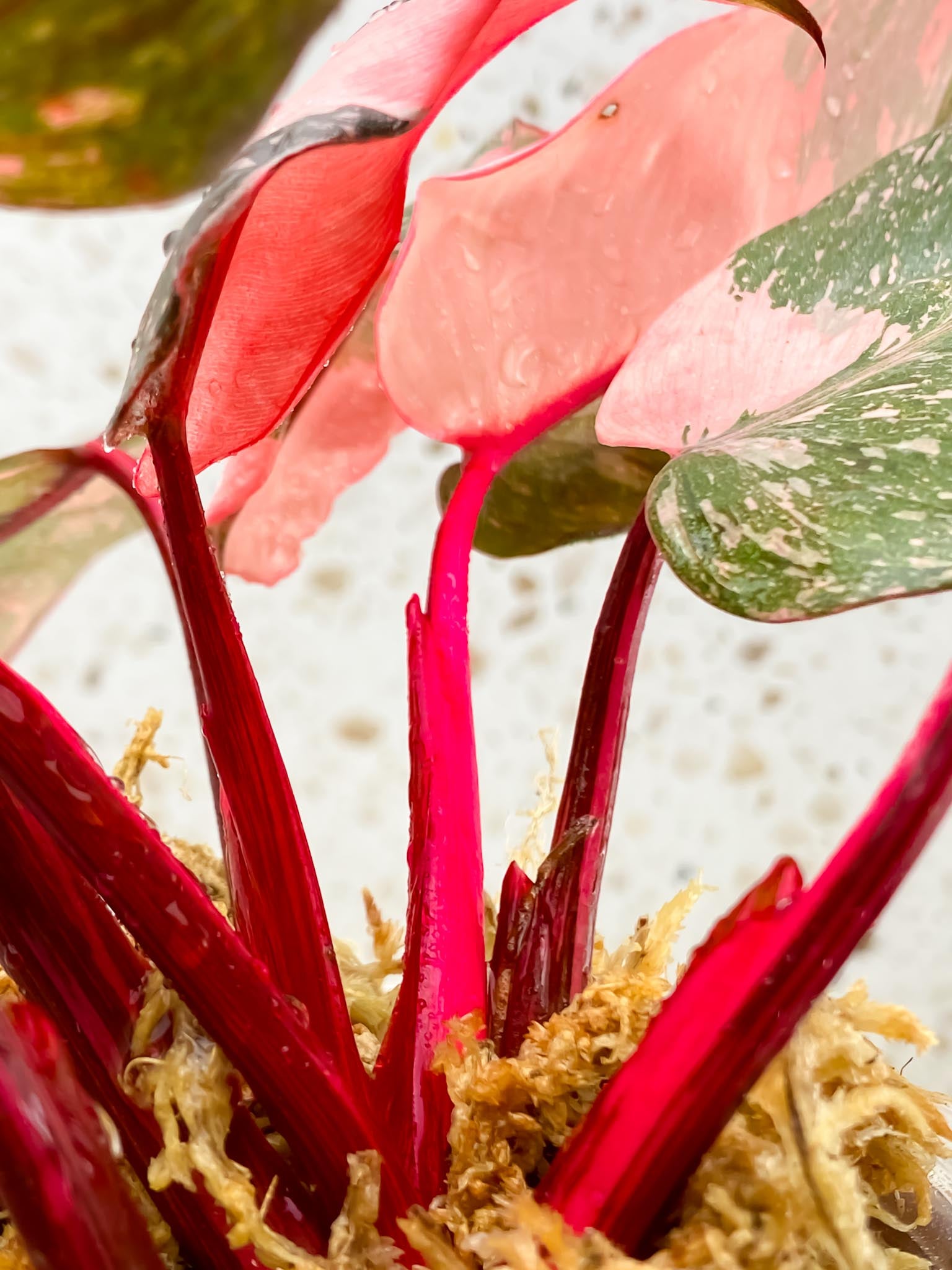 Philodendron Pink Princess Marble Galaxy Multiple Leaves Multiple Nodes Top Cutting Rooted Mother Plant
