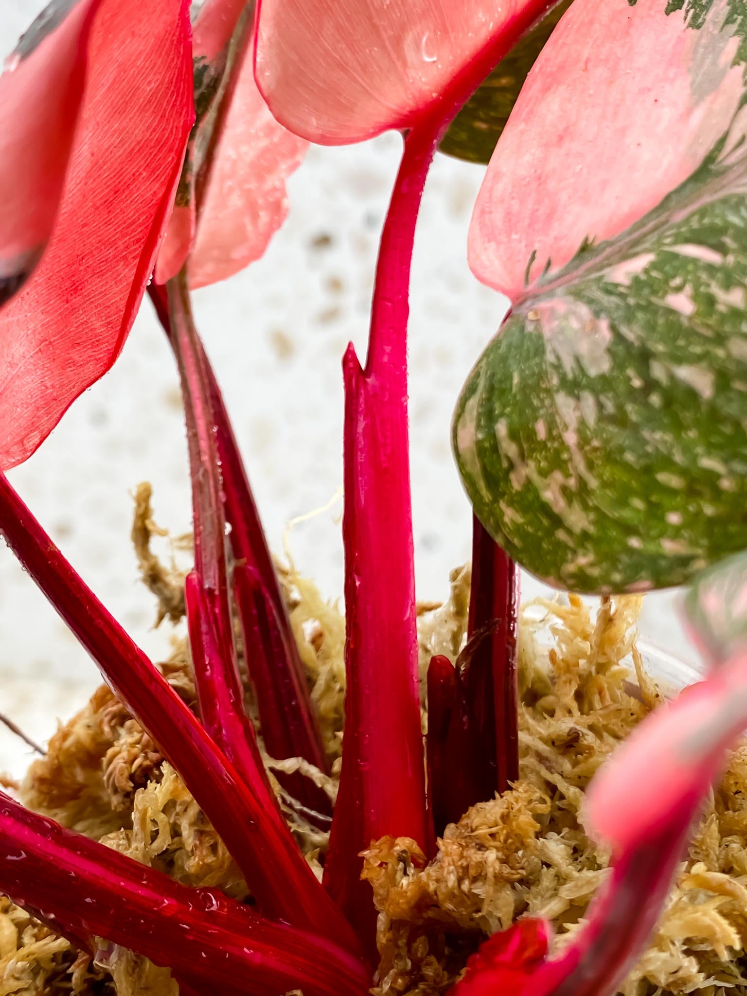 Philodendron Pink Princess Marble Galaxy Multiple Leaves Multiple Nodes Top Cutting Rooted Mother Plant