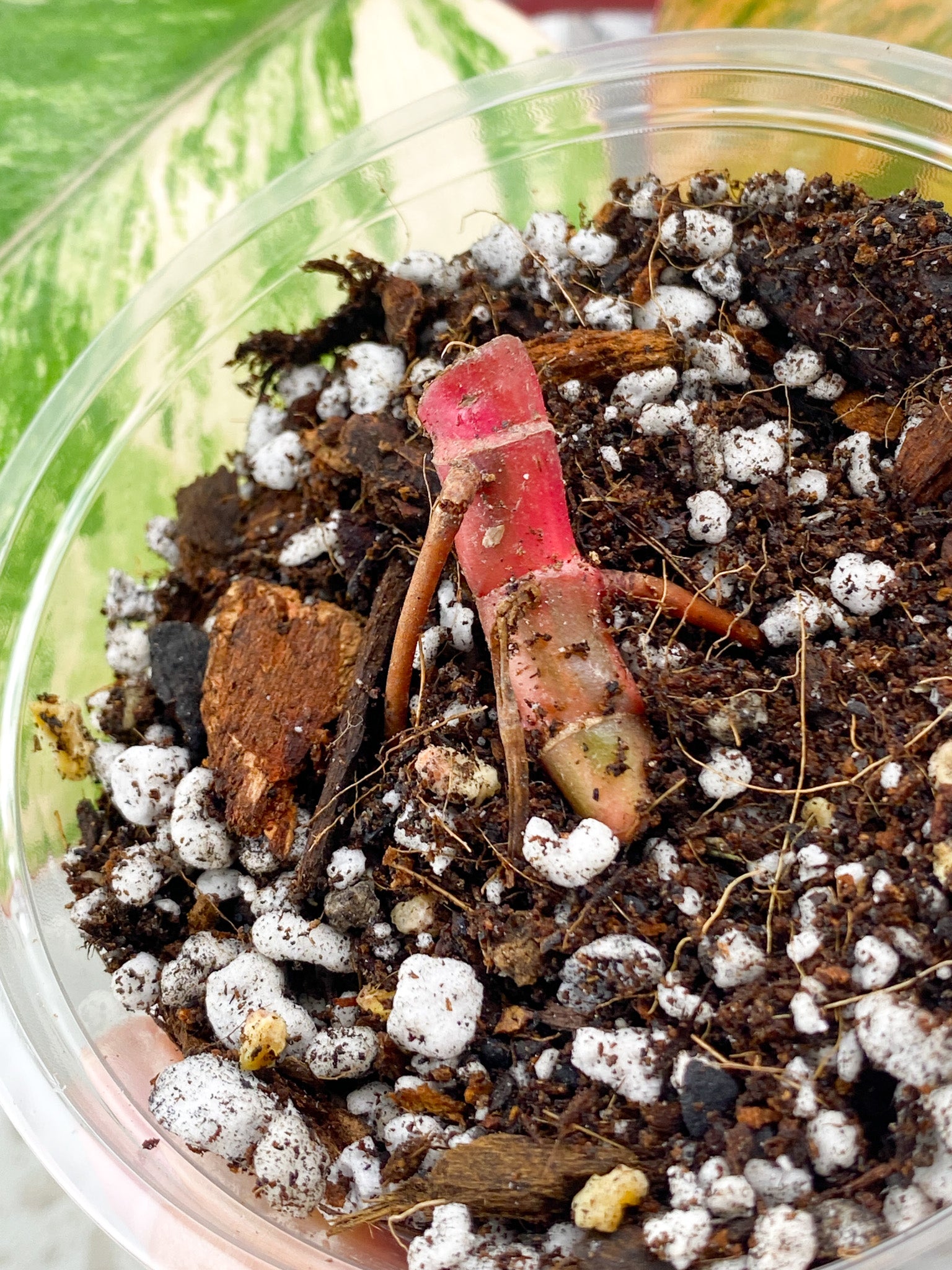 Philodendron Strawberry Shake multiple nodes
