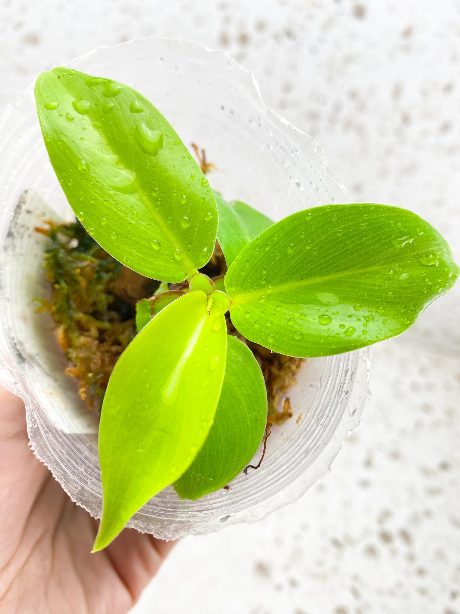 *Philodendron Red Moon Variegated Multiple Leaves Multiple Nodes baby plant Rooted