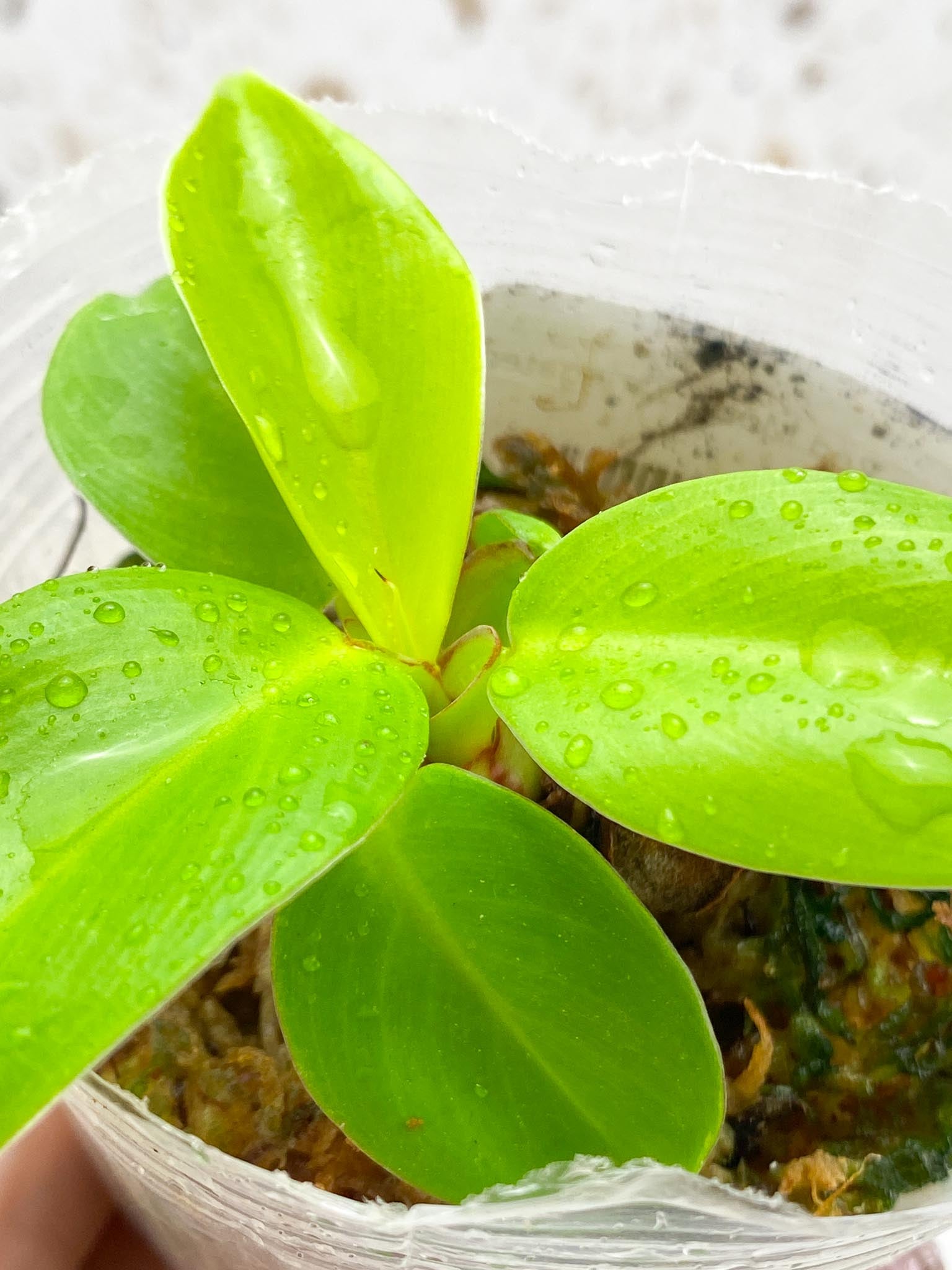 *Philodendron Red Moon Variegated Multiple Leaves Multiple Nodes baby plant Rooted