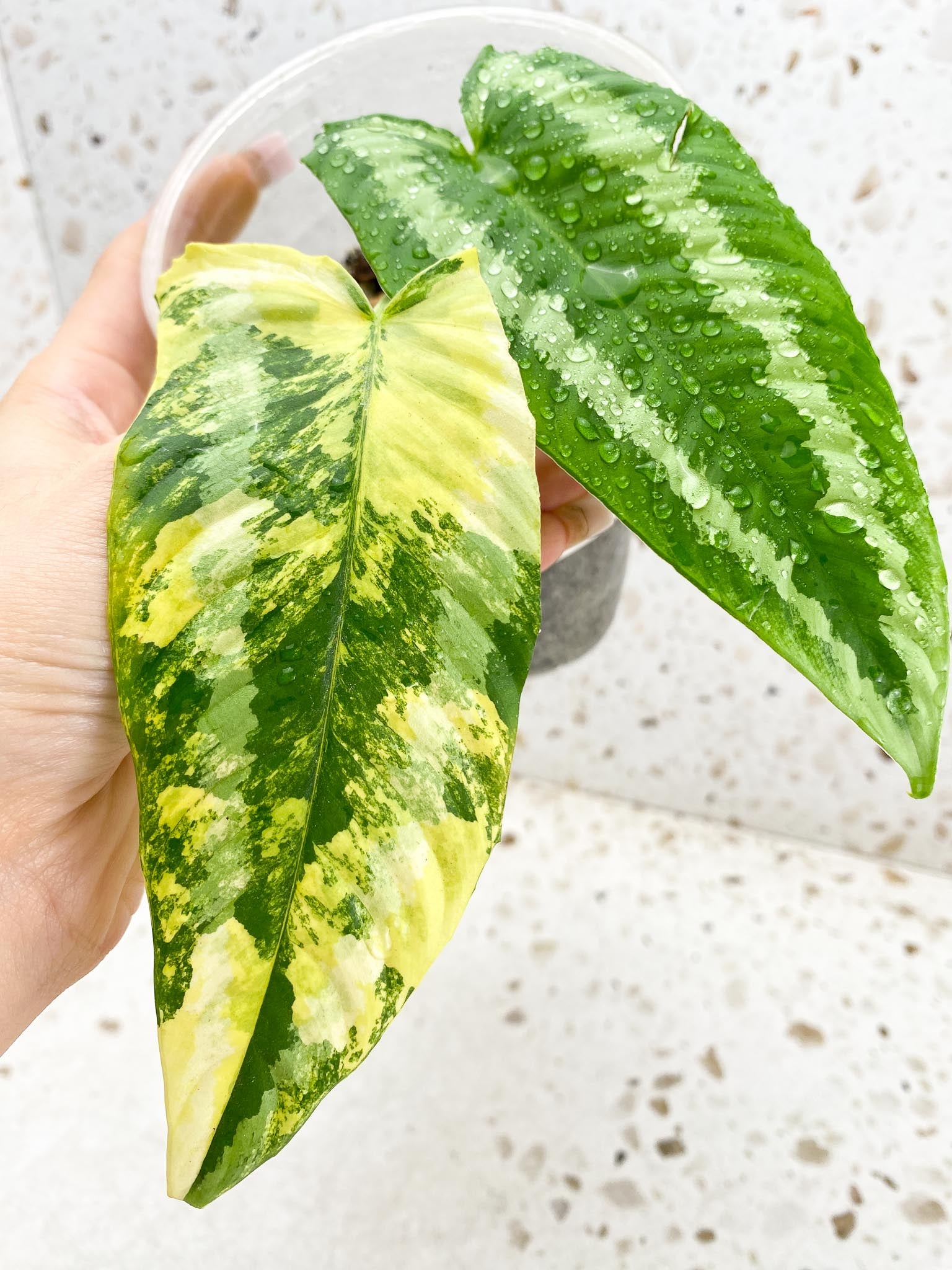Schismatoglottis wallichii variegated 2 Leaves 2 Nodes Rooted
