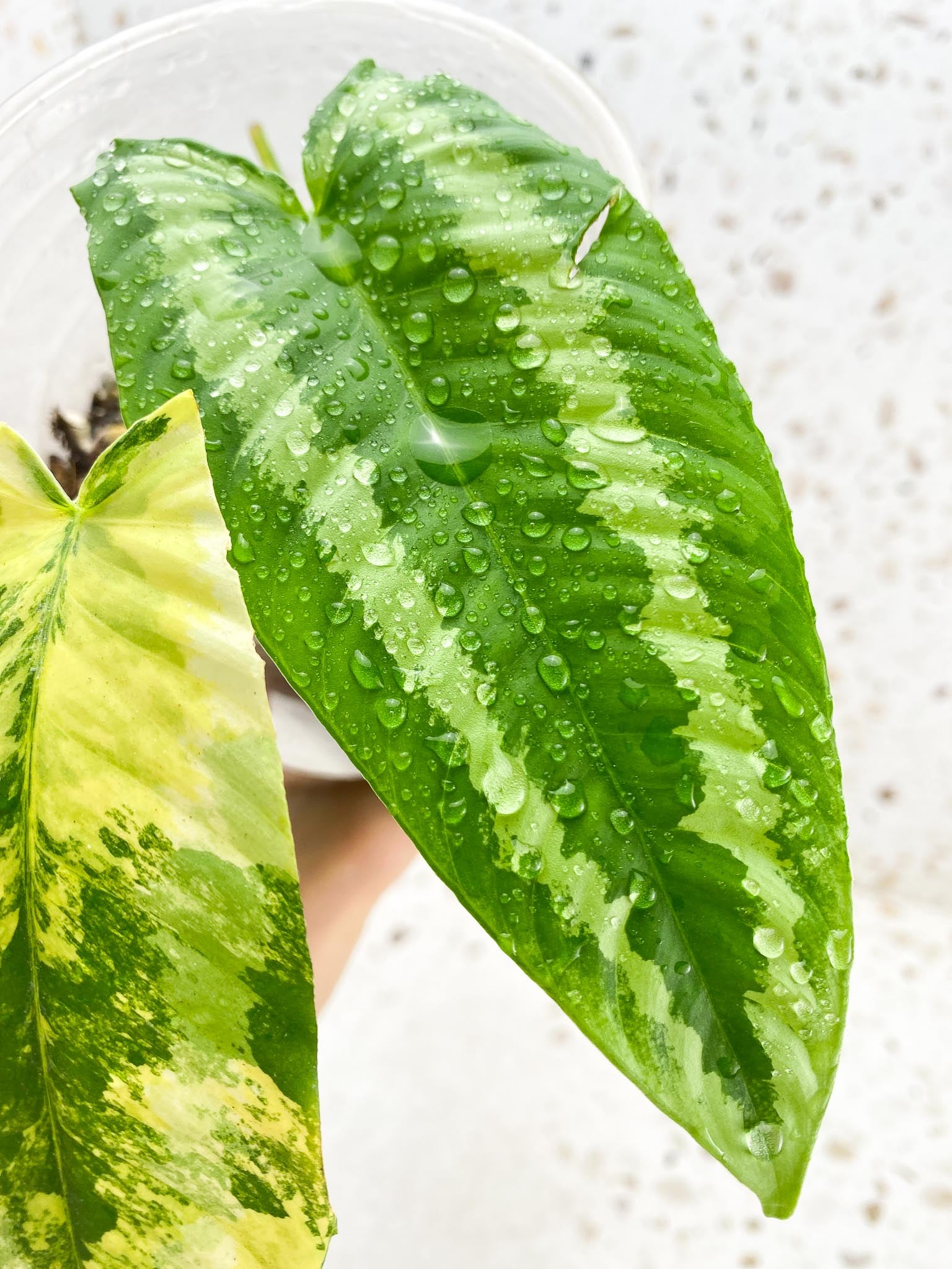 Schismatoglottis wallichii variegated 2 Leaves 2 Nodes Rooted