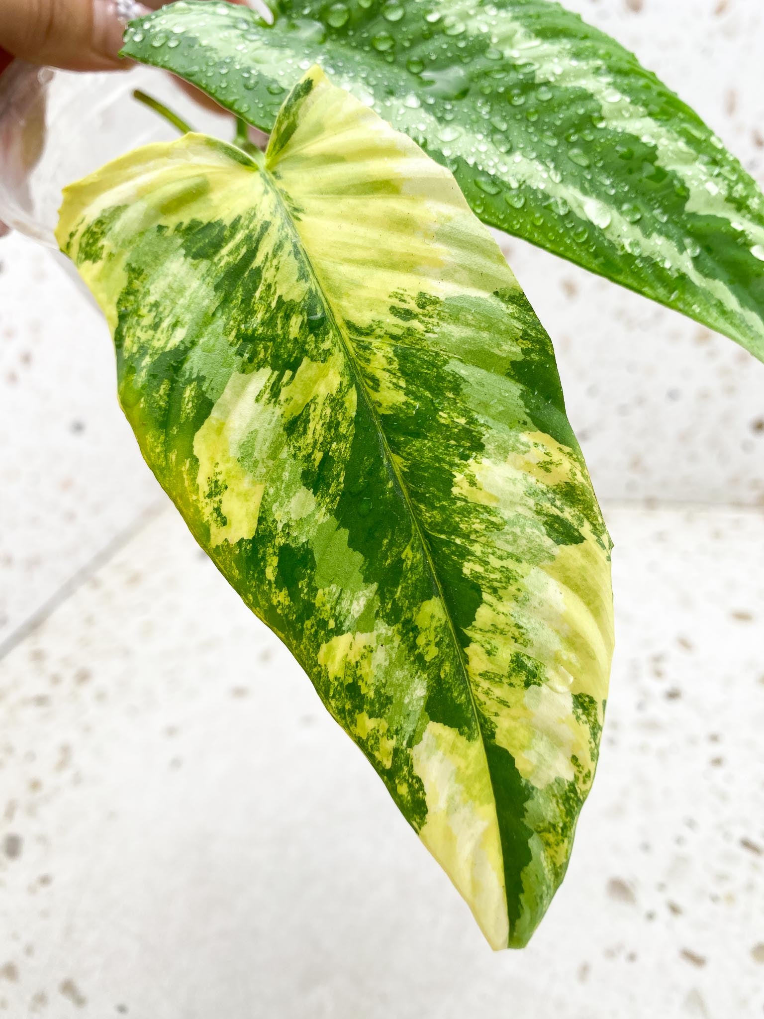 Schismatoglottis wallichii variegated 2 Leaves 2 Nodes Rooted
