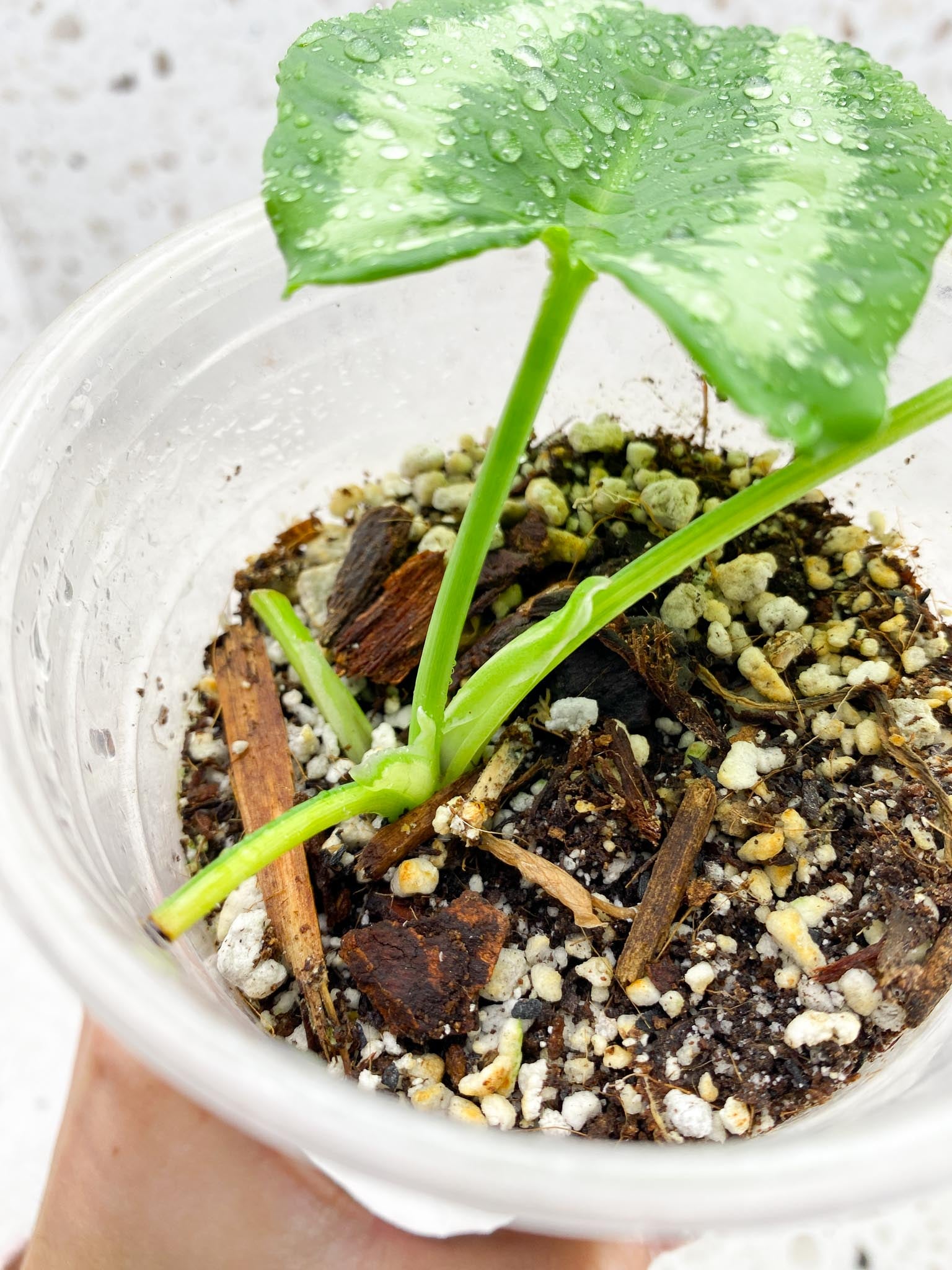 Schismatoglottis wallichii variegated 2 Leaves 2 Nodes Rooted