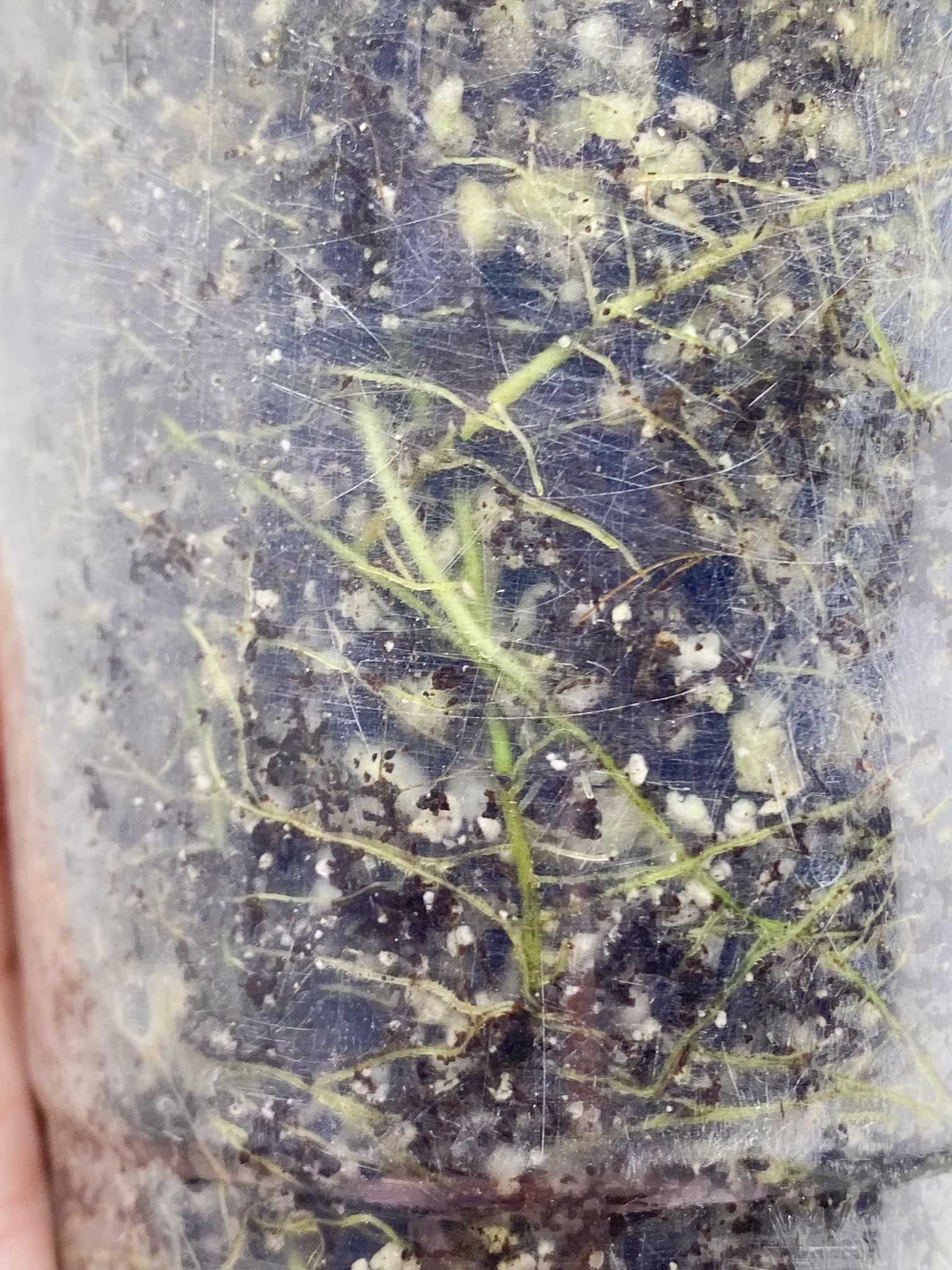Schismatoglottis wallichii variegated 2 Leaves 2 Nodes Rooted