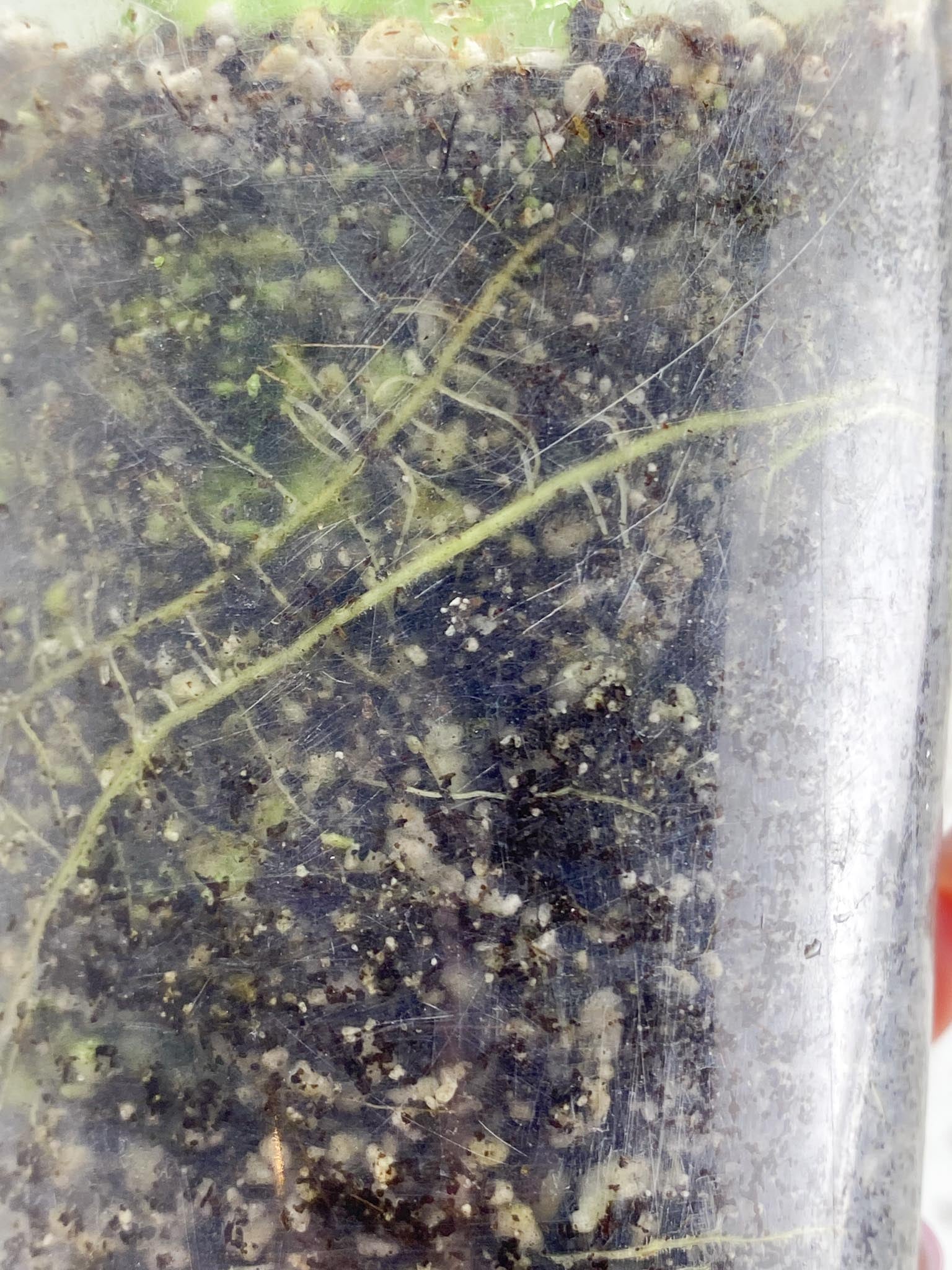 Schismatoglottis wallichii variegated 2 Leaves 2 Nodes Rooted