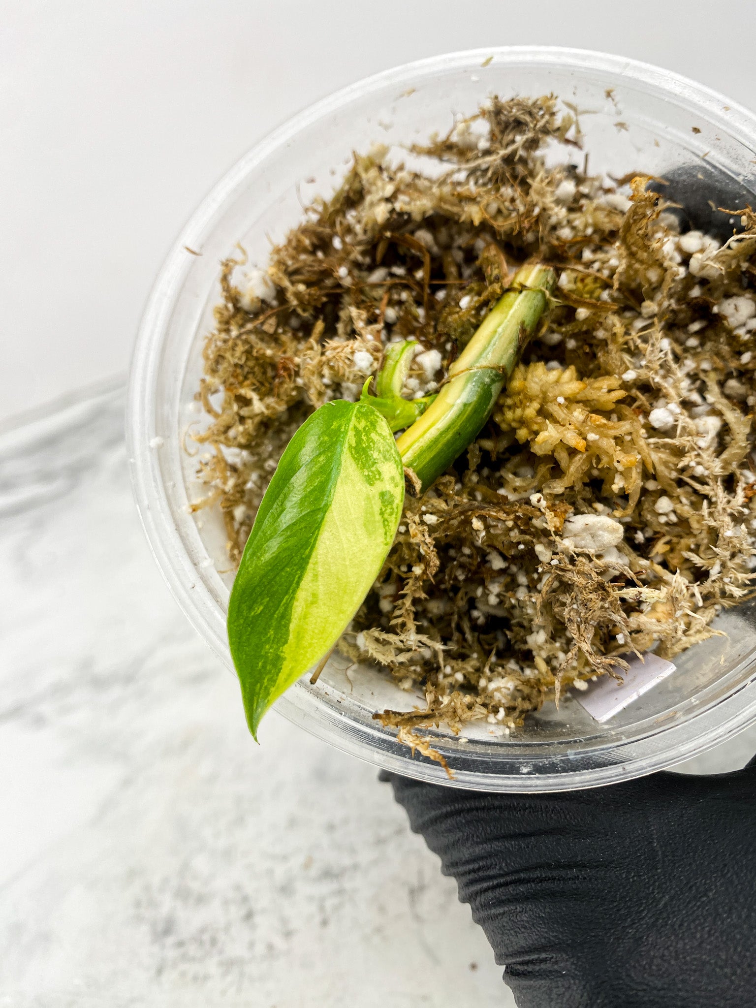 Add on for Robyn: Philodendron Domesticum Variegated 1 leaf