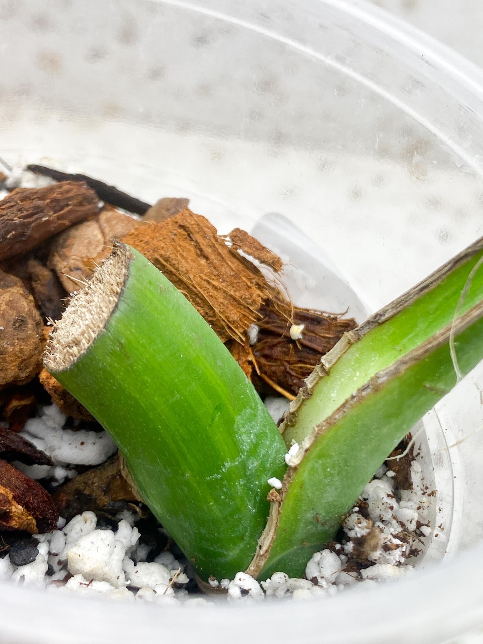 Monstera Aurea Tricolor Variegated 1 Leaf 1 Node