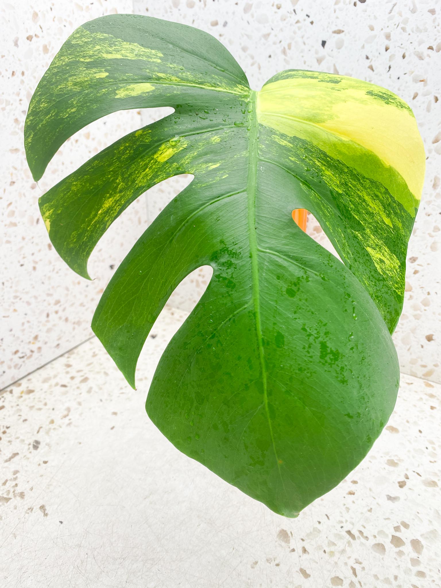 Monstera Aurea Tricolor Variegated 1 Leaf 1 Node Rooted