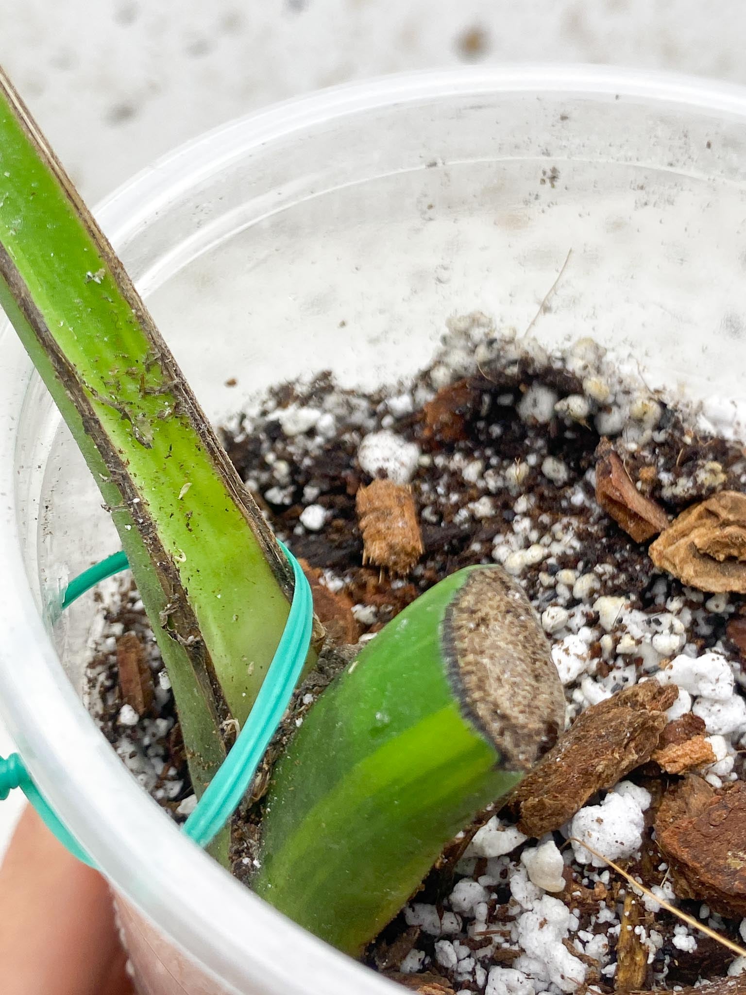 Monstera Aurea Tricolor Variegated 1 Leaf 1 Node Rooted