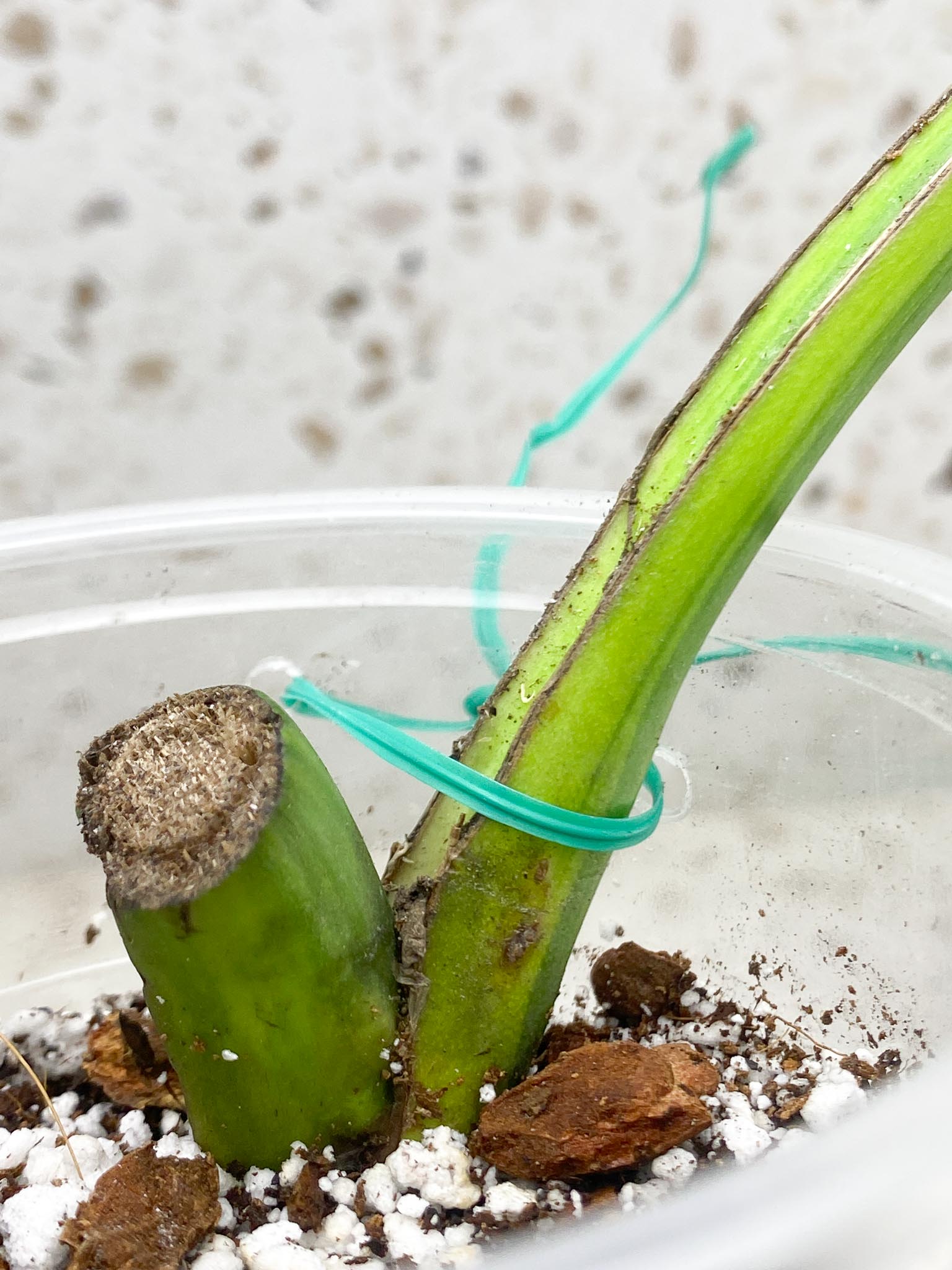 Monstera Aurea Tricolor Variegated 1 Leaf 1 Node Rooted