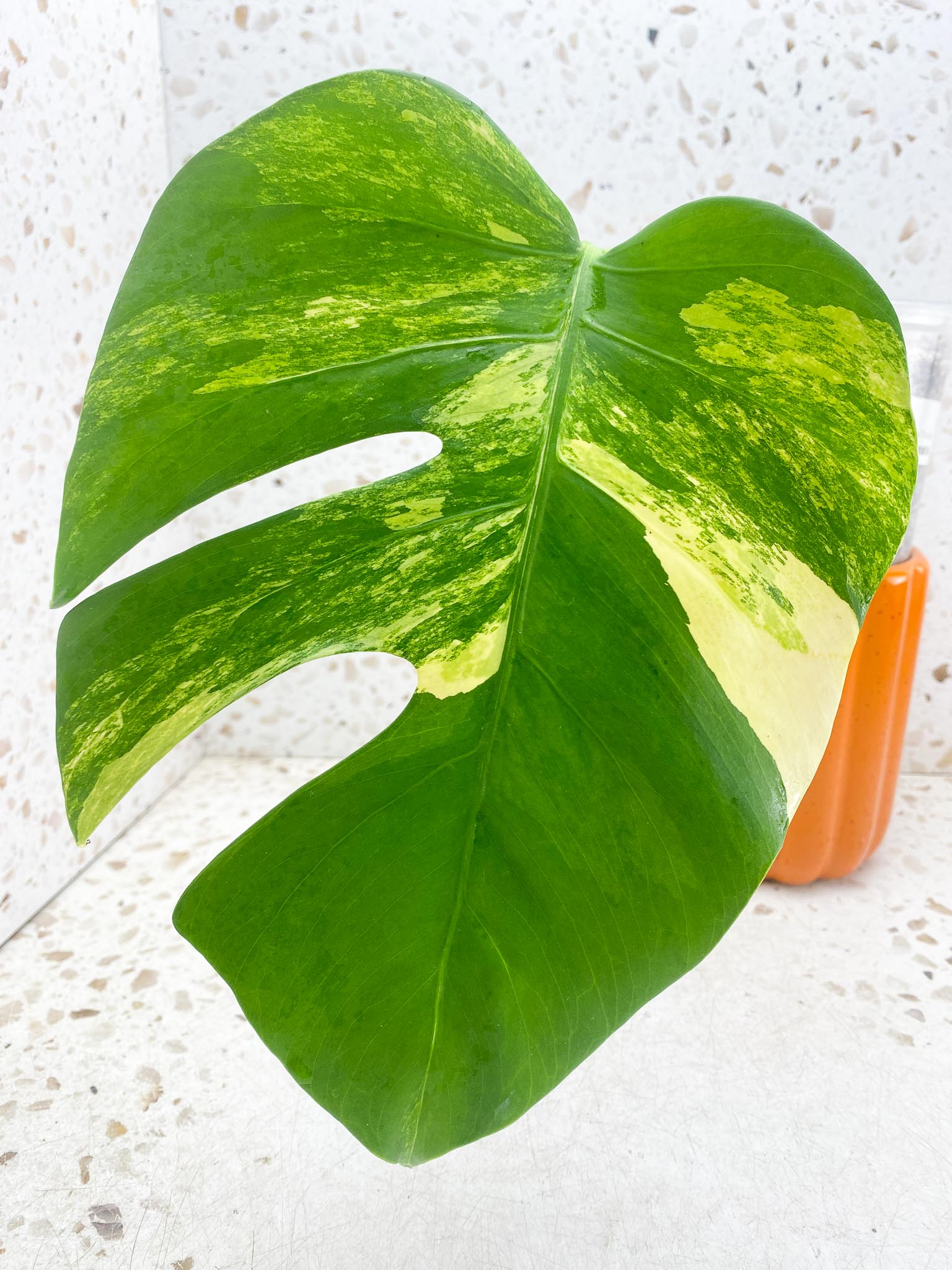 Monstera Aurea Tricolor Variegated 1 Leaf 1 Node Rooted