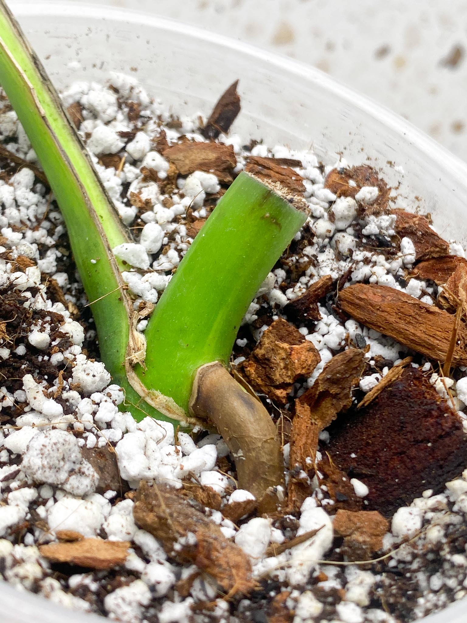 Monstera Aurea Tricolor Variegated 1 Leaf 1 Node Rooted