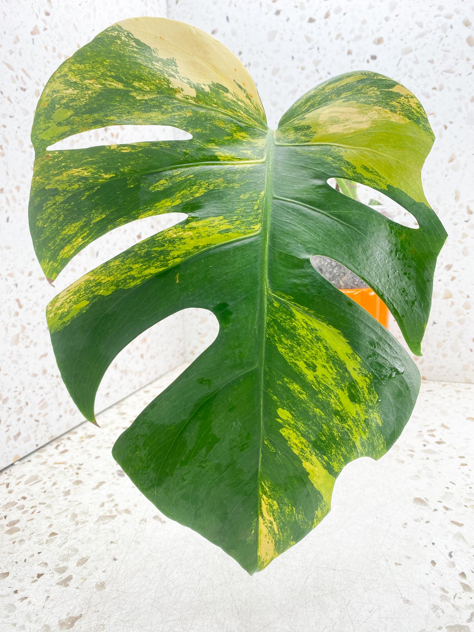 Monstera Aurea Tricolor Variegated 1 Leaf 4 Nodes Rooted