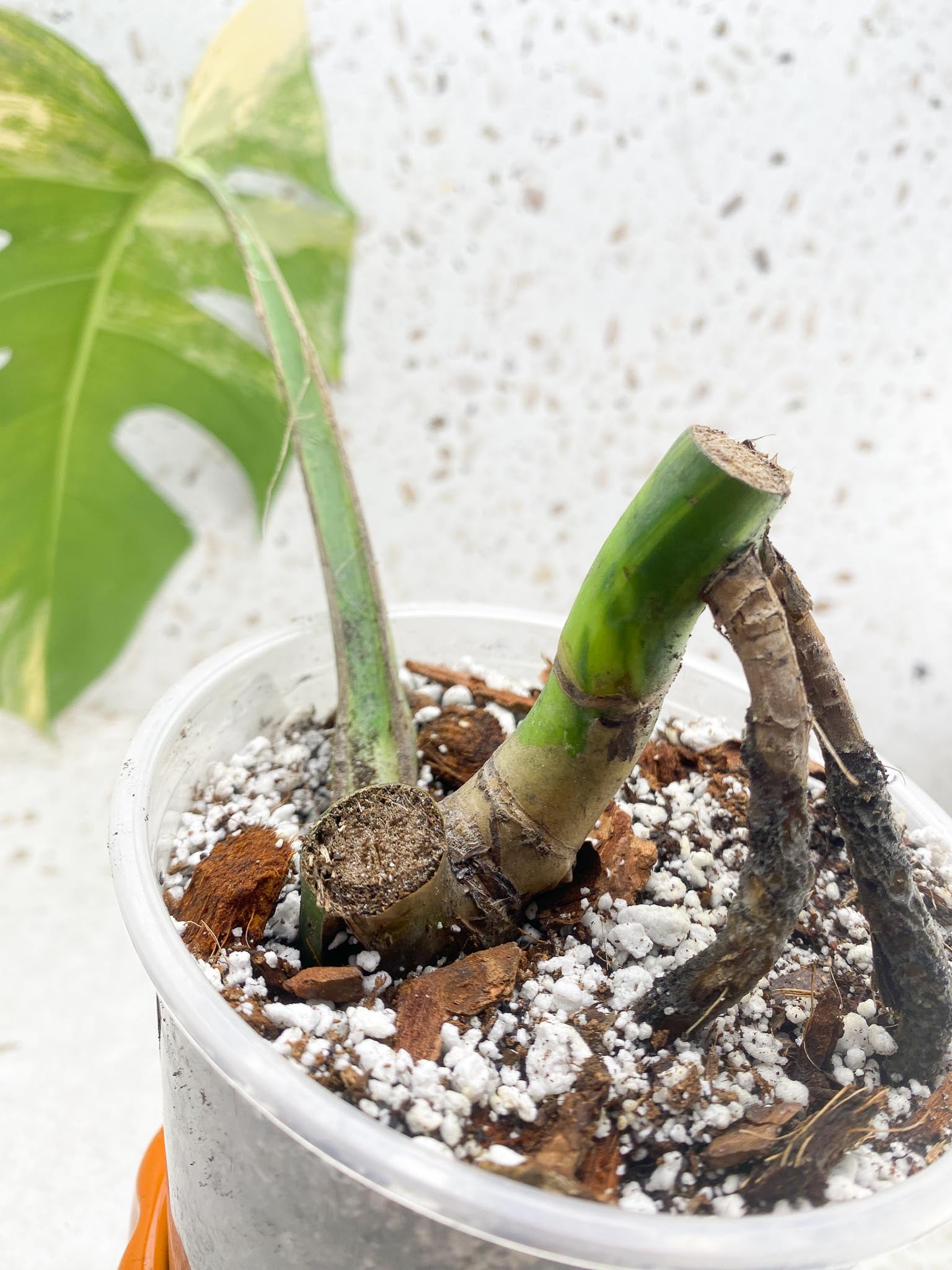 Monstera Aurea Tricolor Variegated 1 Leaf 4 Nodes Rooted