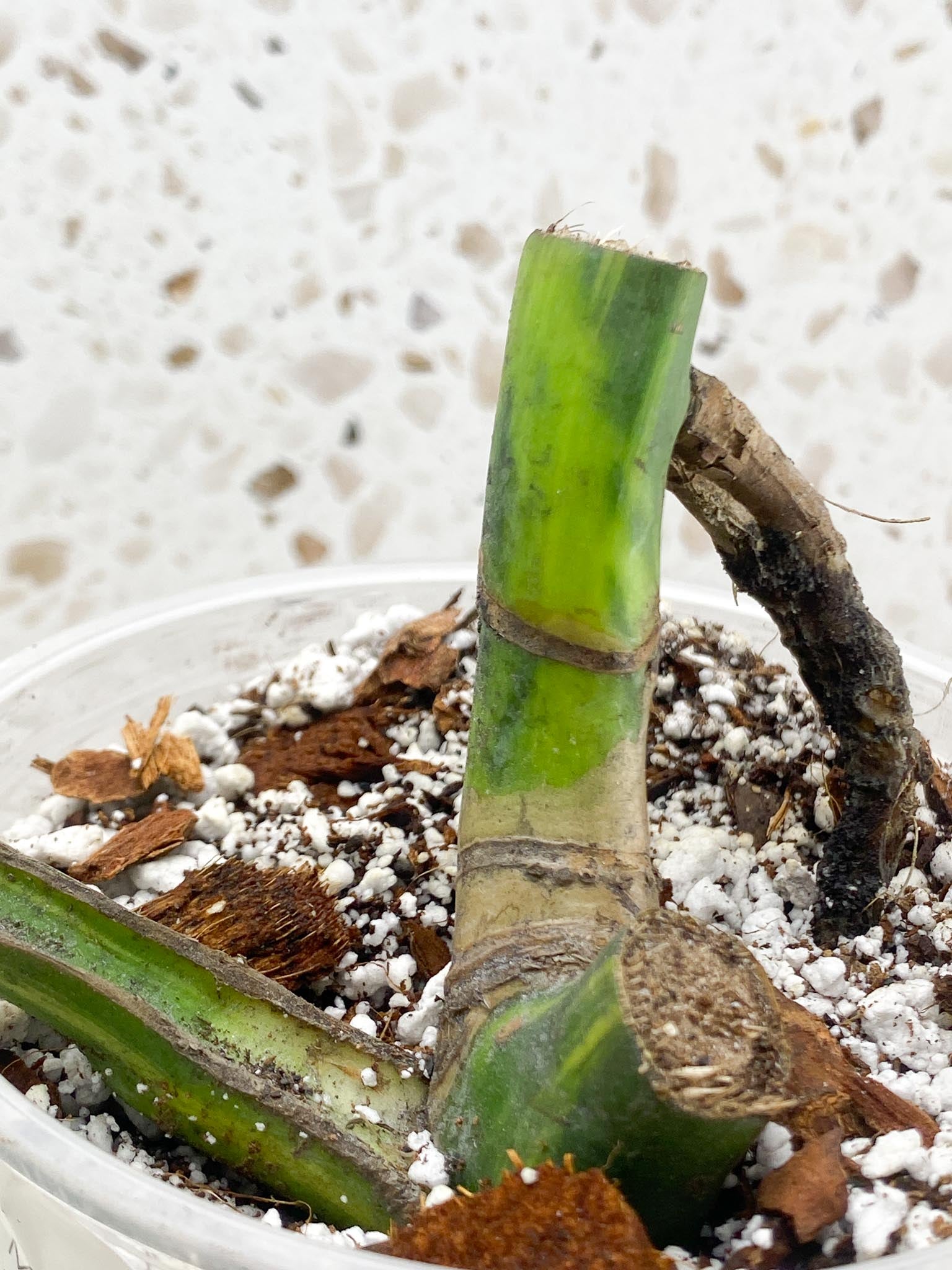 Monstera Aurea Tricolor Variegated 1 Leaf 4 Nodes Rooted