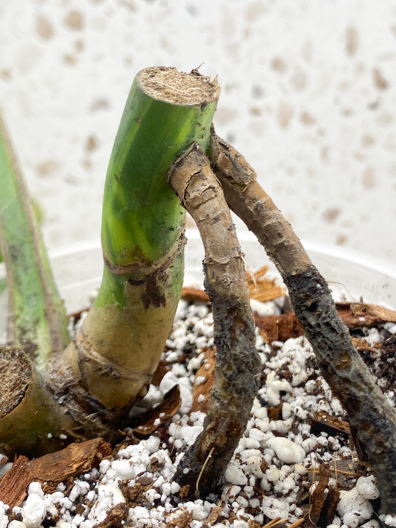 Monstera Aurea Tricolor Variegated 1 Leaf 4 Nodes Rooted