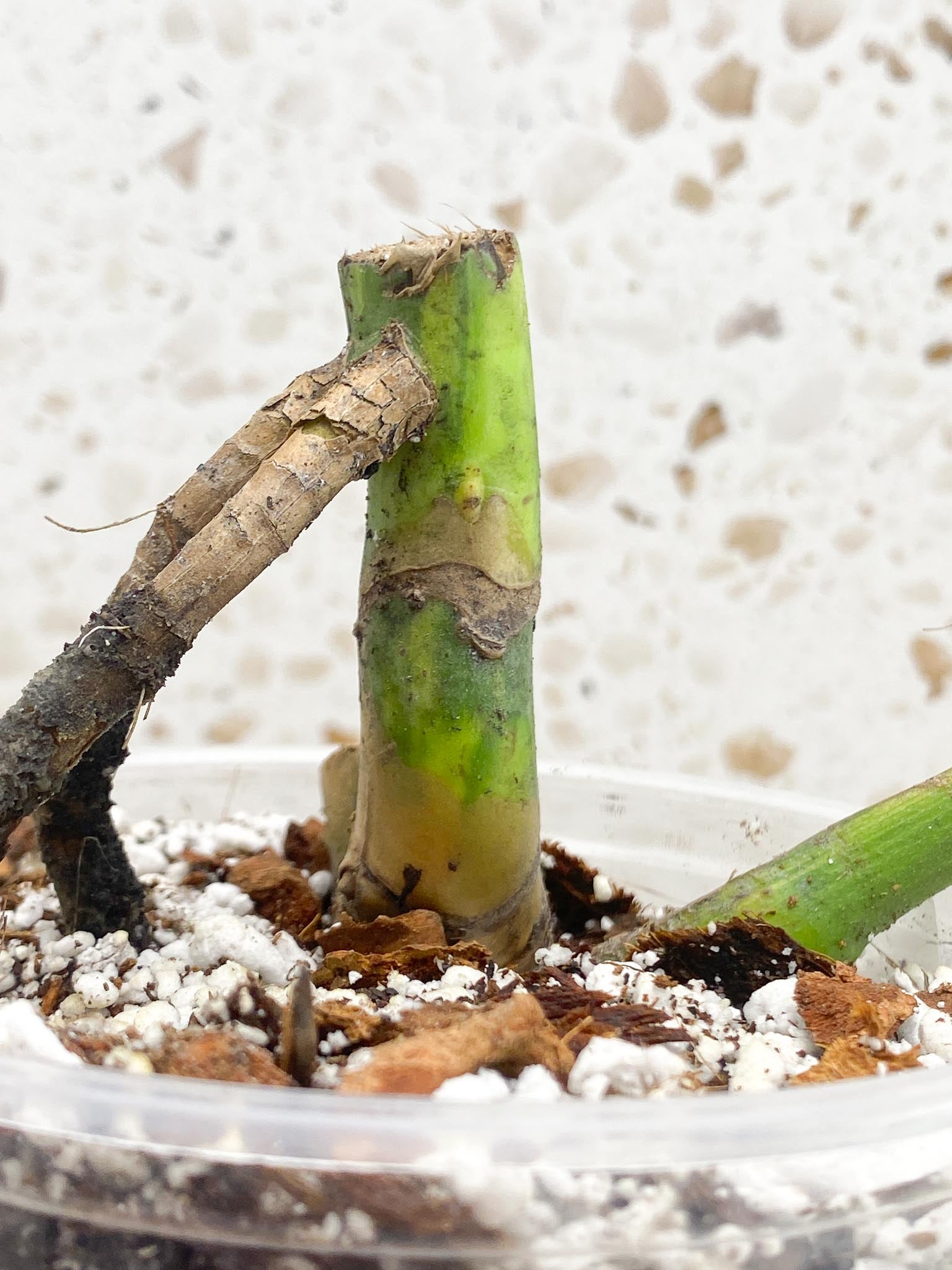 Monstera Aurea Tricolor Variegated 1 Leaf 4 Nodes Rooted