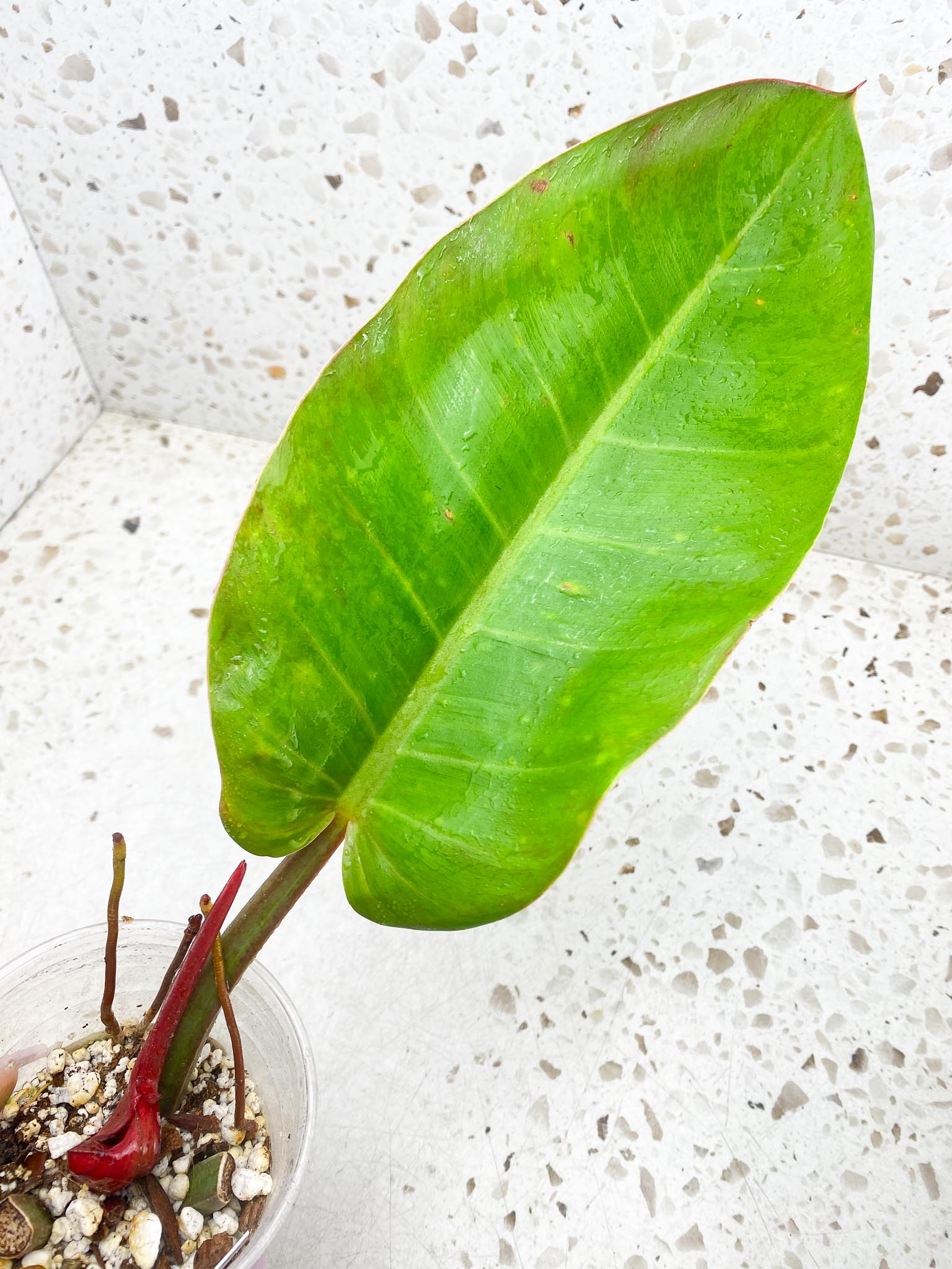 Philodendron Princess of Orange Variegated 1 Leaf 2 Node 1 Sprout Rooted