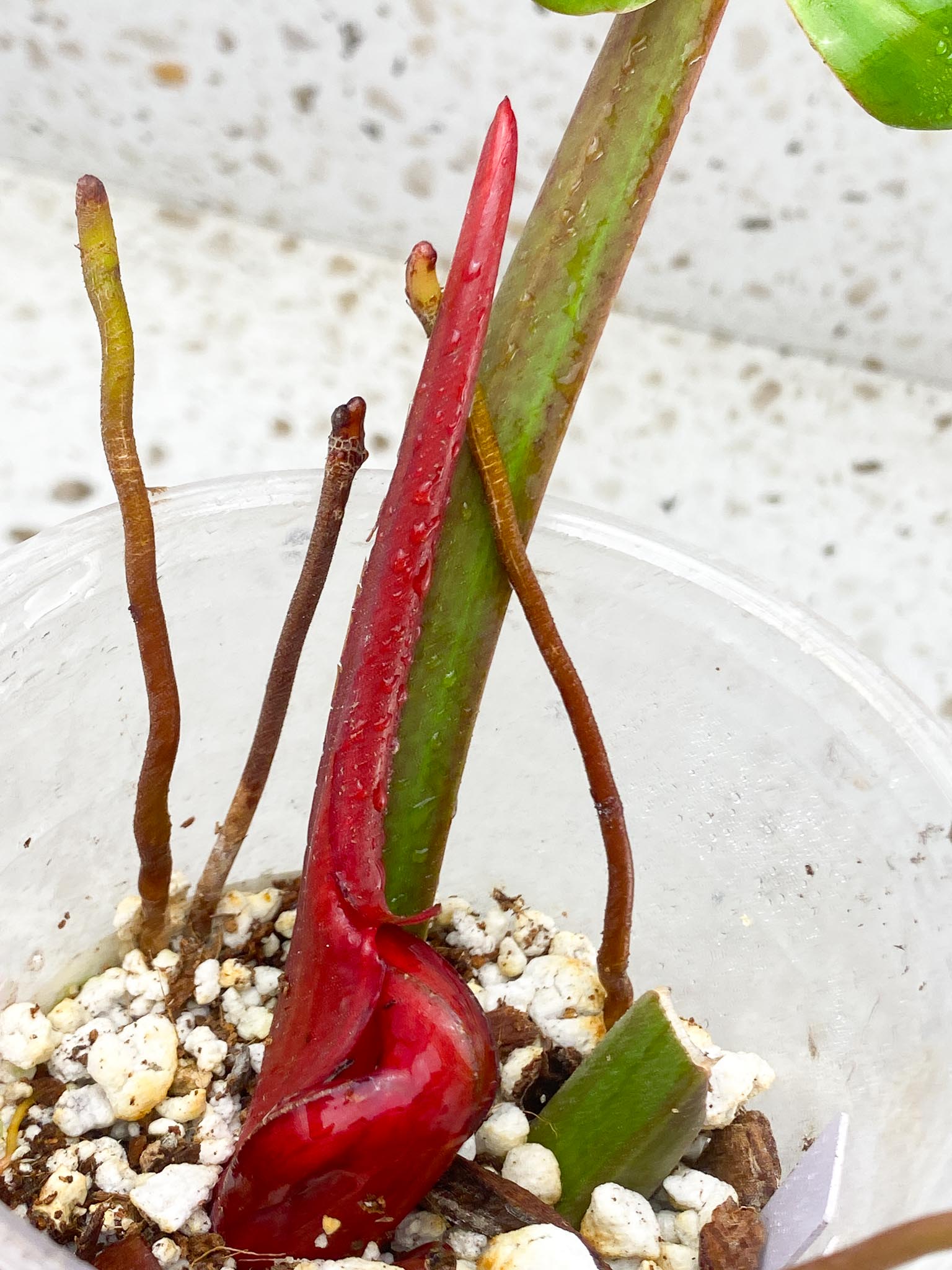 Philodendron Princess of Orange Variegated 1 Leaf 2 Node 1 Sprout Rooted