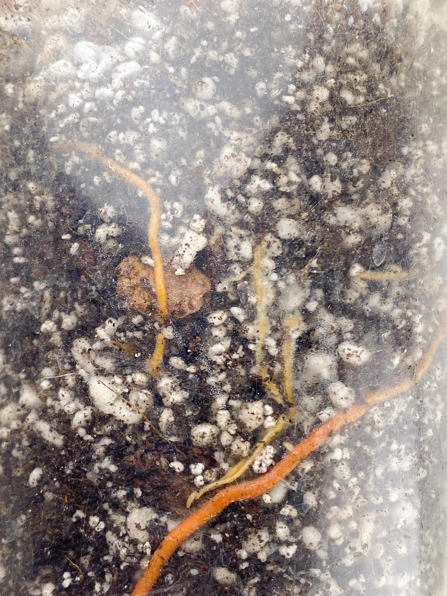 *Philodendron Prince of Orange Variegated 1 Node 1 Sprout Rooted