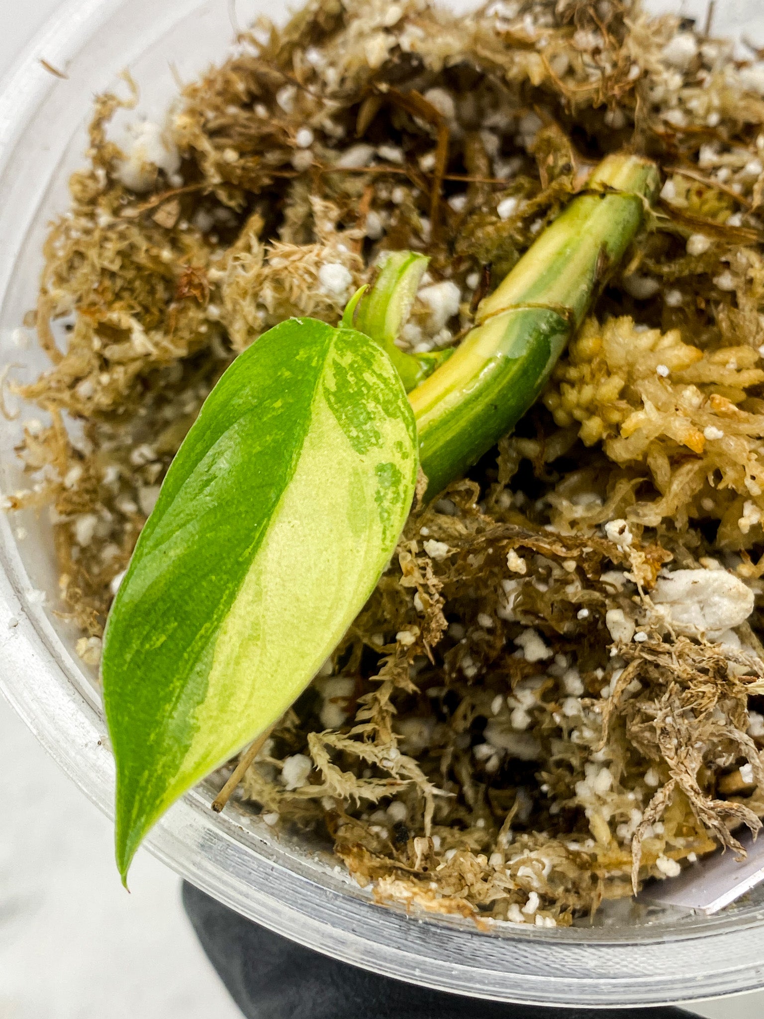 Add on for Robyn: Philodendron Domesticum Variegated 1 leaf