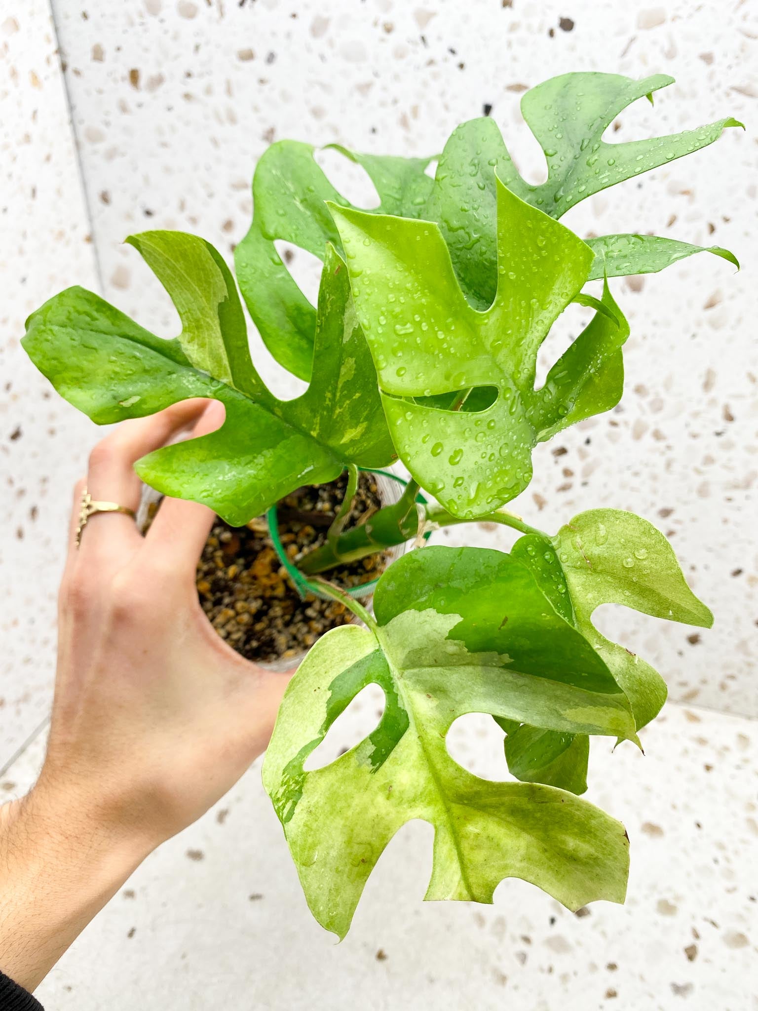 Rhaphidophora tetrasperma variegated Multiple Leaves Multiple Nodes 1 Growing Bud top cutting Rooted