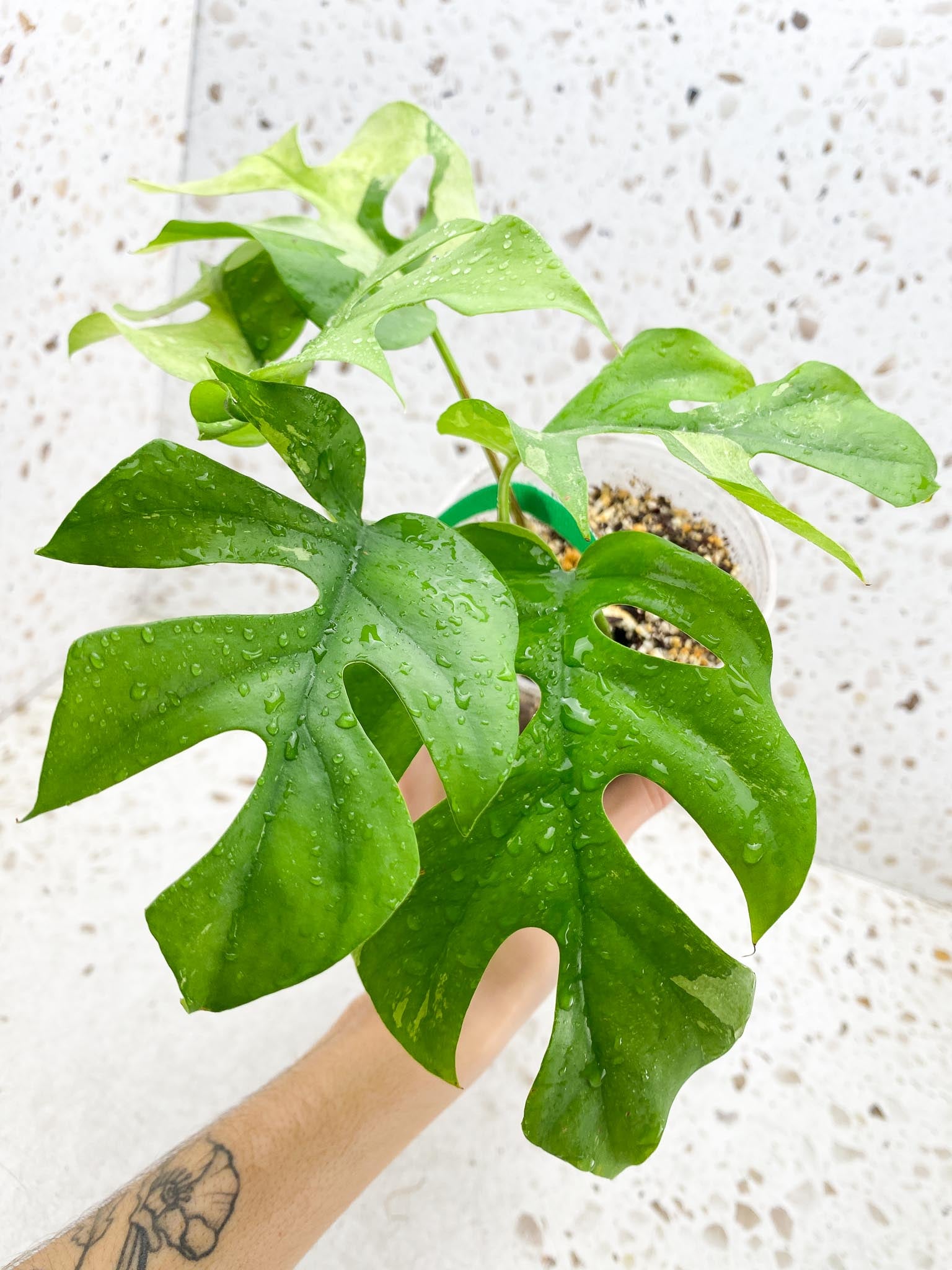 Rhaphidophora tetrasperma variegated Multiple Leaves Multiple Nodes 1 Growing Bud top cutting Rooted