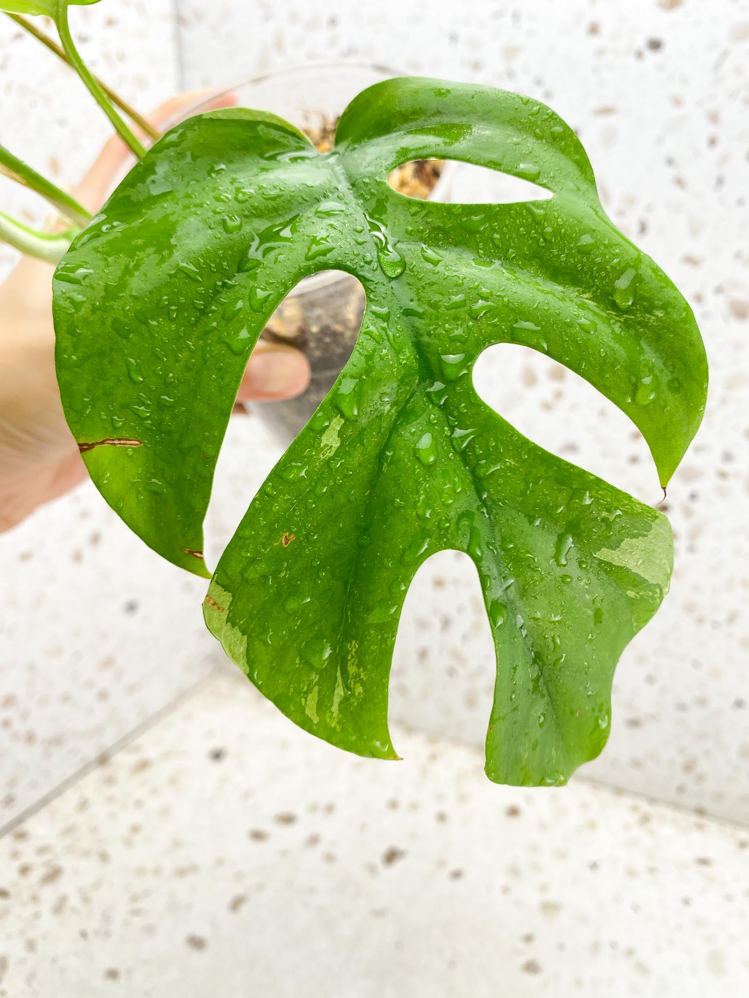 Rhaphidophora tetrasperma variegated Multiple Leaves Multiple Nodes 1 Growing Bud top cutting Rooted