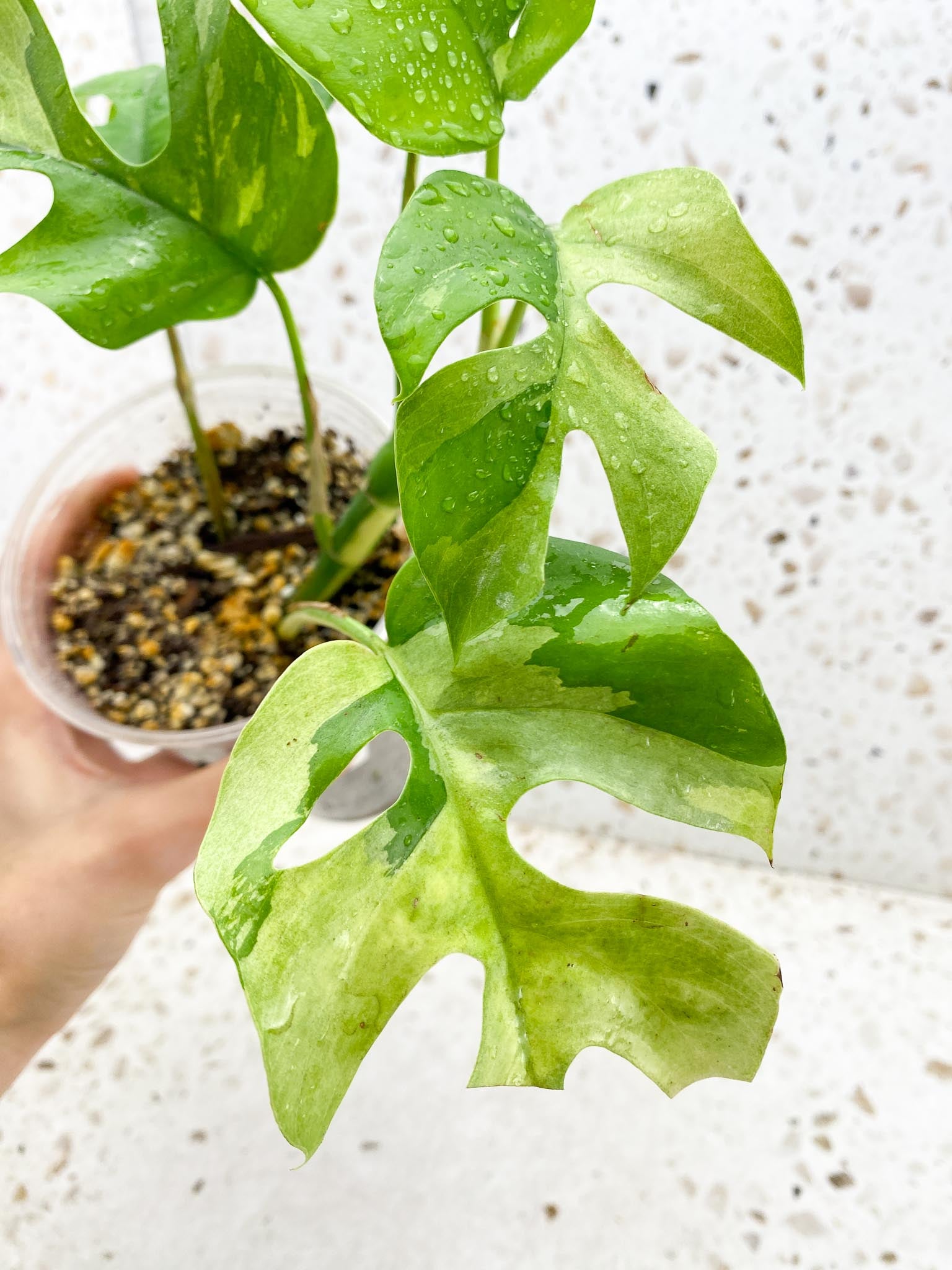 Rhaphidophora tetrasperma variegated Multiple Leaves Multiple Nodes 1 Growing Bud top cutting Rooted