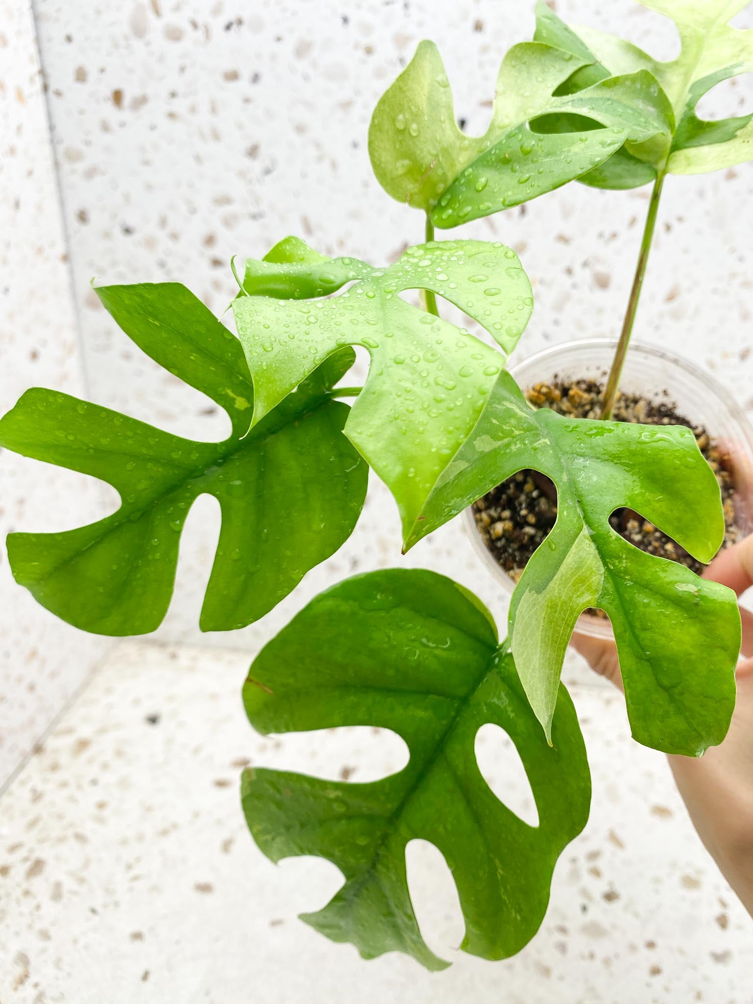 Rhaphidophora tetrasperma variegated Multiple Leaves Multiple Nodes 1 Growing Bud top cutting Rooted
