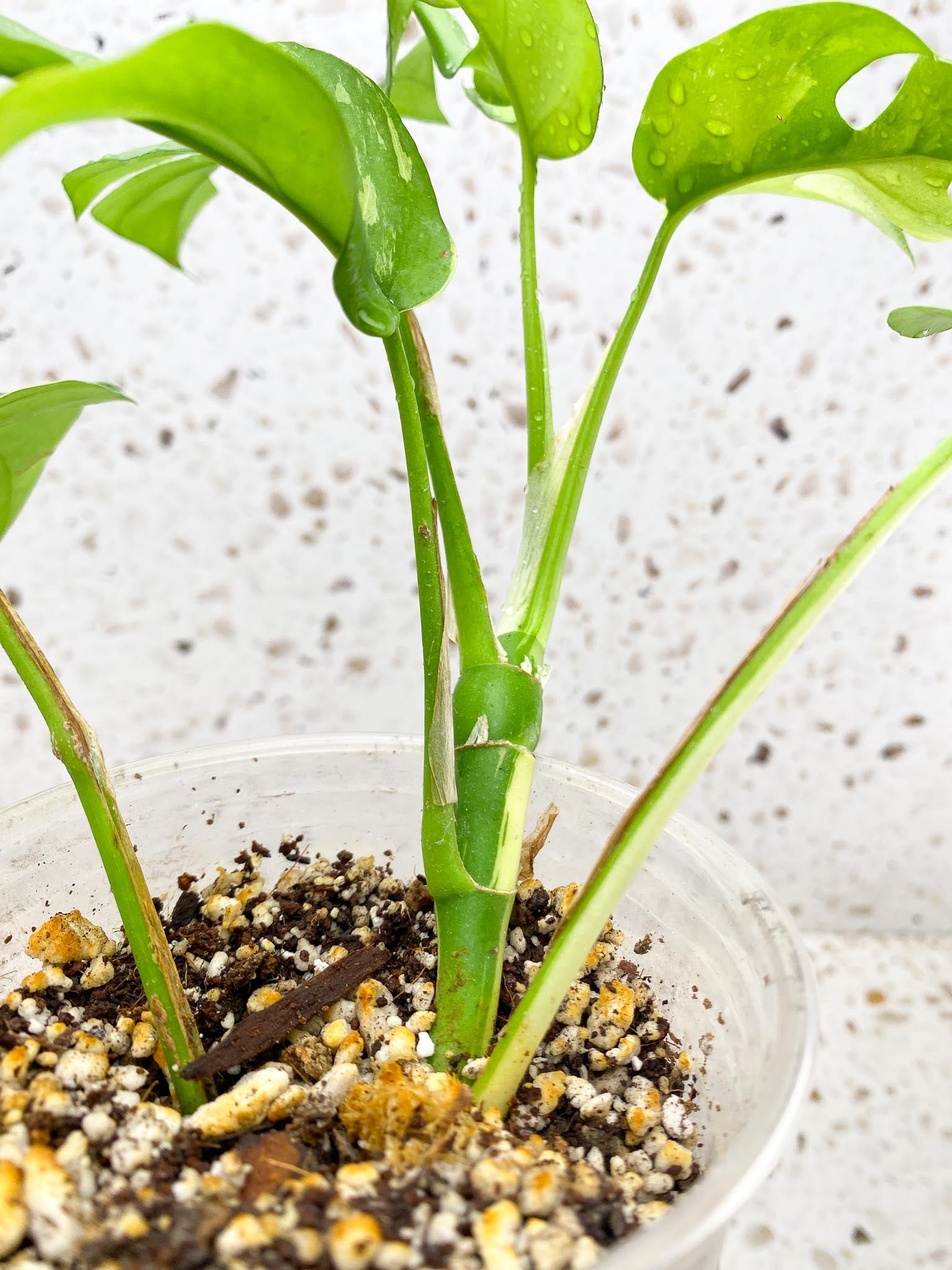 Rhaphidophora tetrasperma variegated Multiple Leaves Multiple Nodes 1 Growing Bud top cutting Rooted