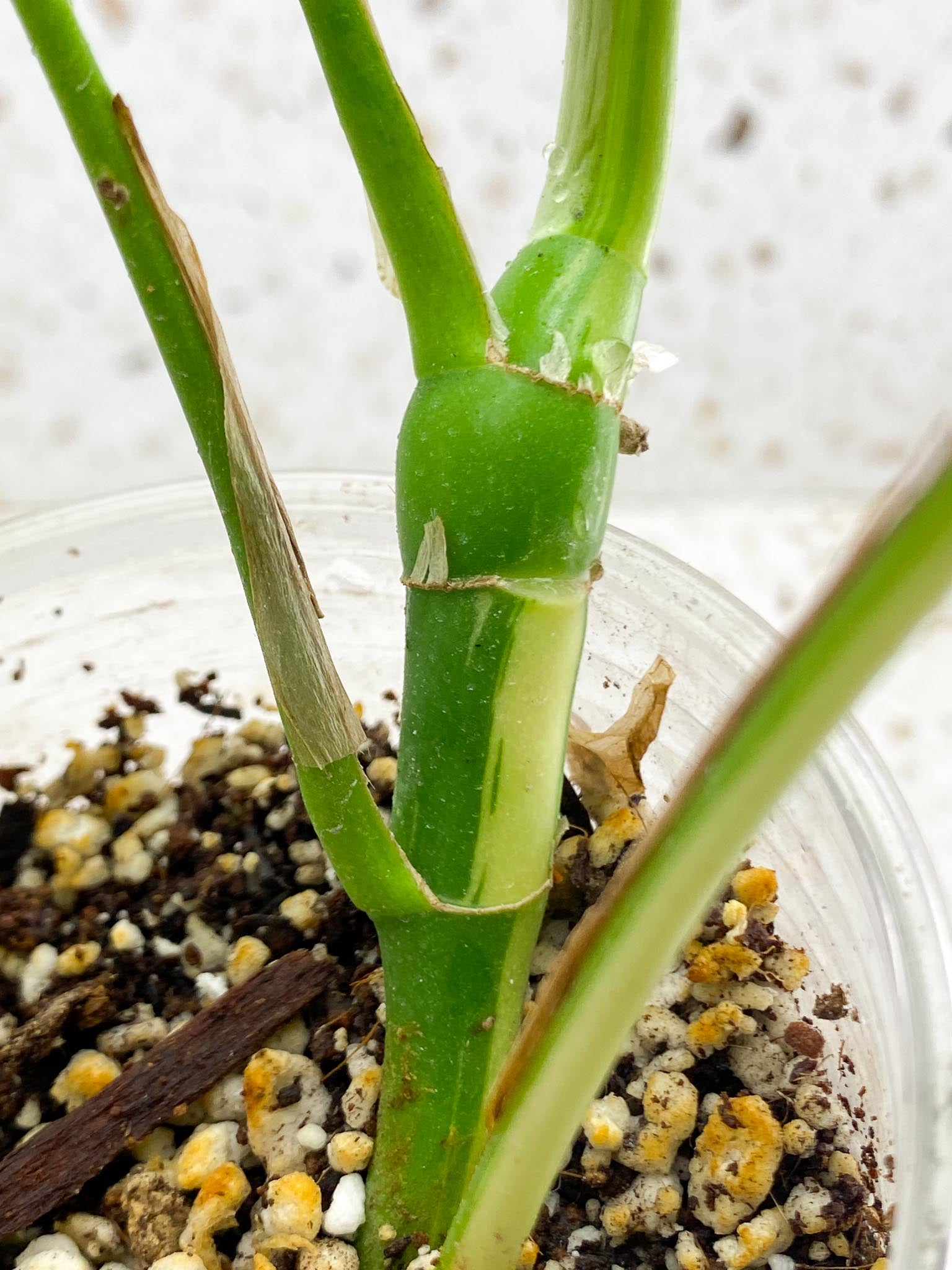Rhaphidophora tetrasperma variegated Multiple Leaves Multiple Nodes 1 Growing Bud top cutting Rooted