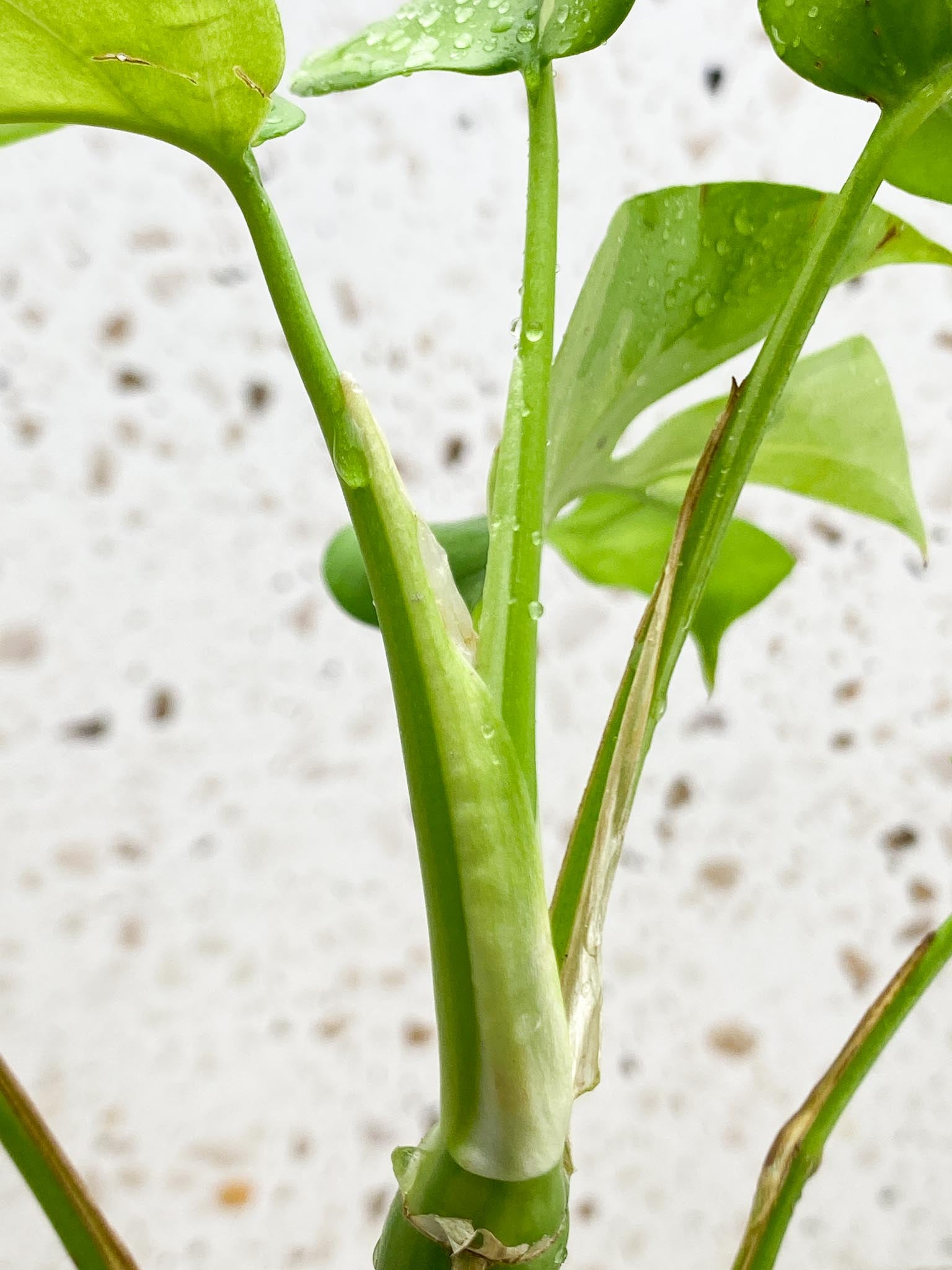 Rhaphidophora tetrasperma variegated Multiple Leaves Multiple Nodes 1 Growing Bud top cutting Rooted