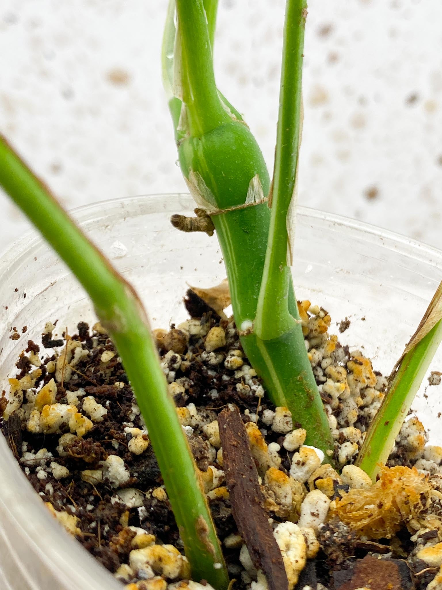 Rhaphidophora tetrasperma variegated Multiple Leaves Multiple Nodes 1 Growing Bud top cutting Rooted