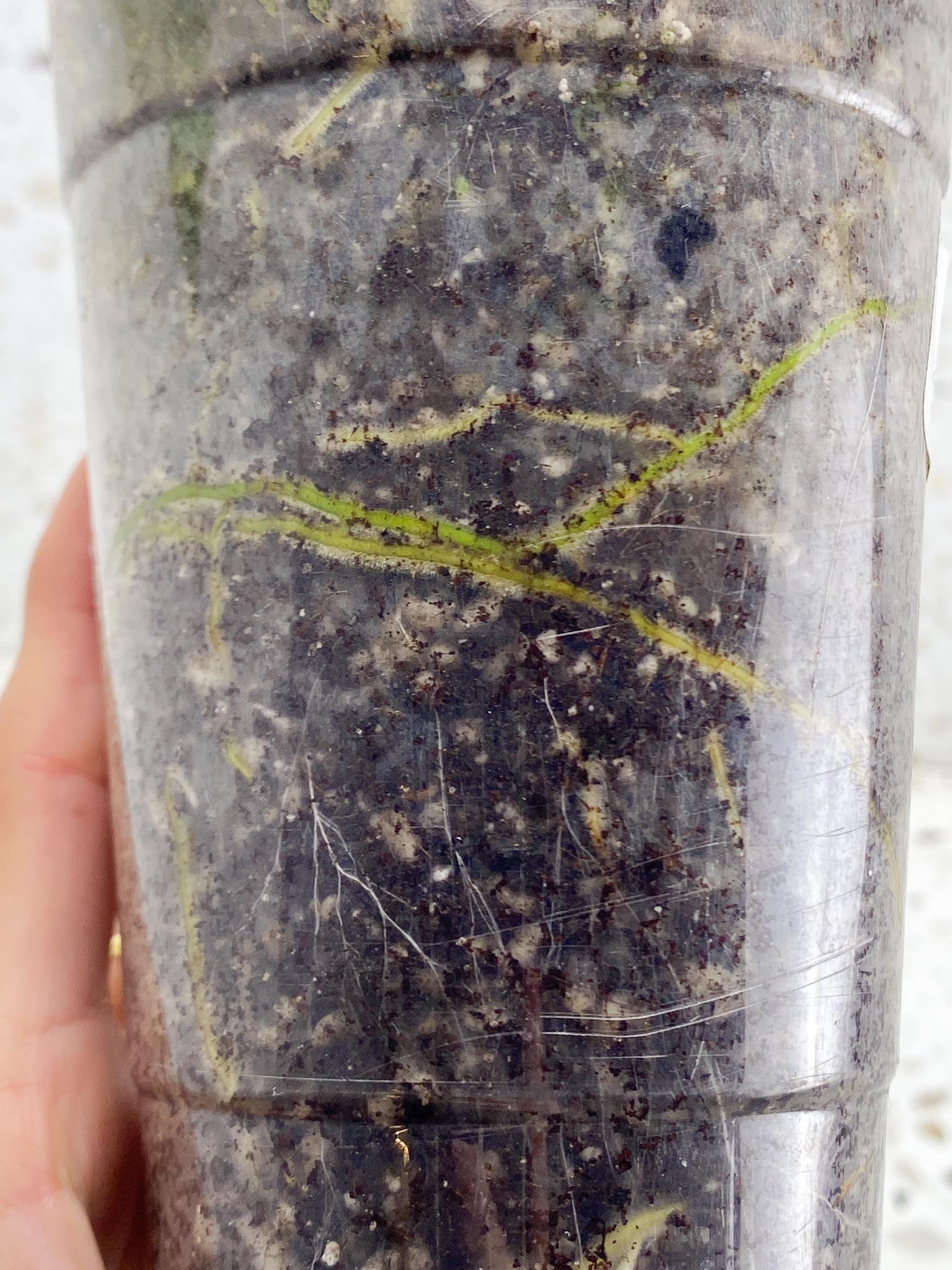 Rhaphidophora tetrasperma variegated Multiple Leaves Multiple Nodes 1 Growing Bud top cutting Rooted