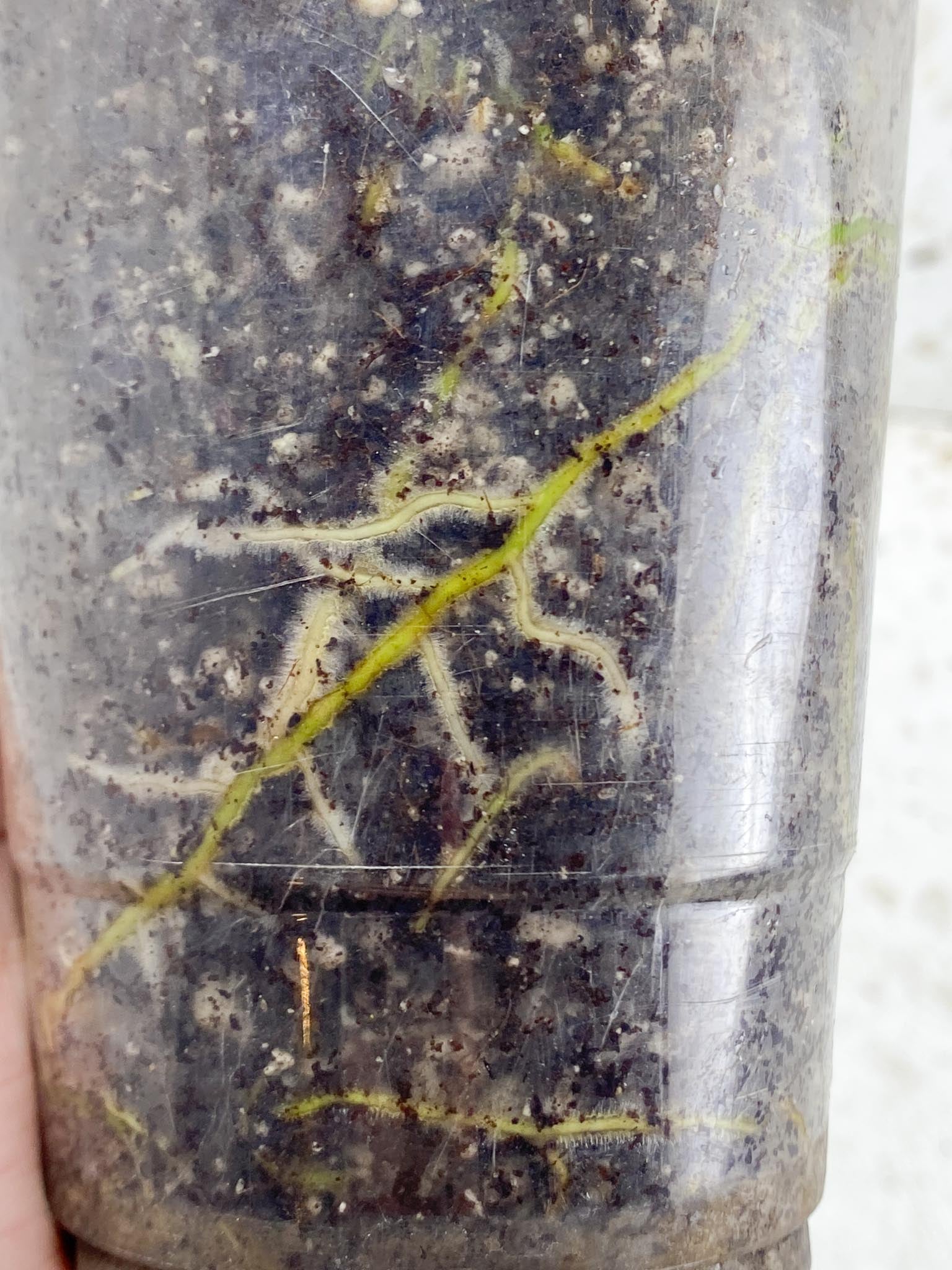 Rhaphidophora tetrasperma variegated Multiple Leaves Multiple Nodes 1 Growing Bud top cutting Rooted