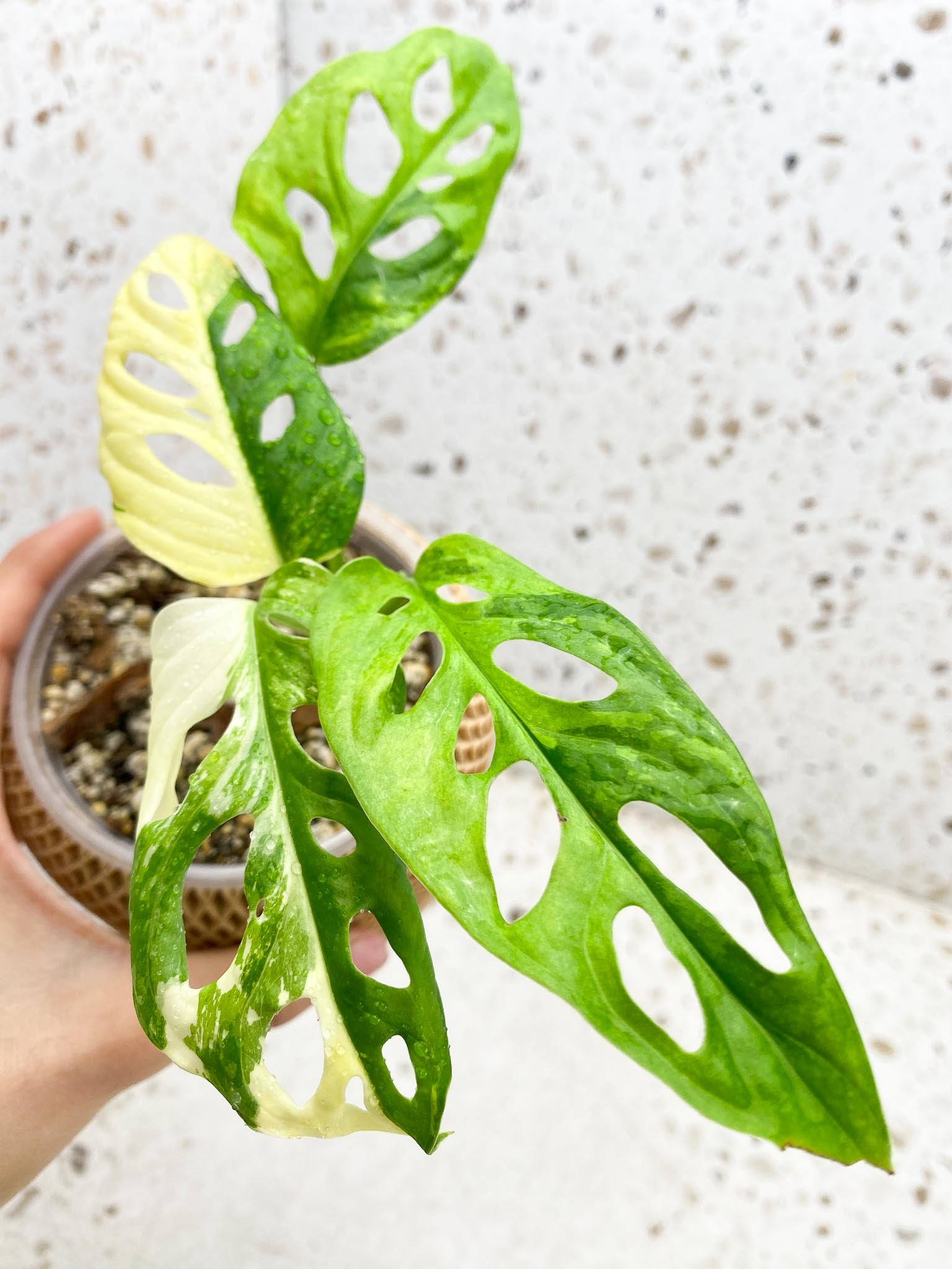 Monstera Adansonii Albo Tricolor Variegated 4 Leaves 4 Nodes Rooted
