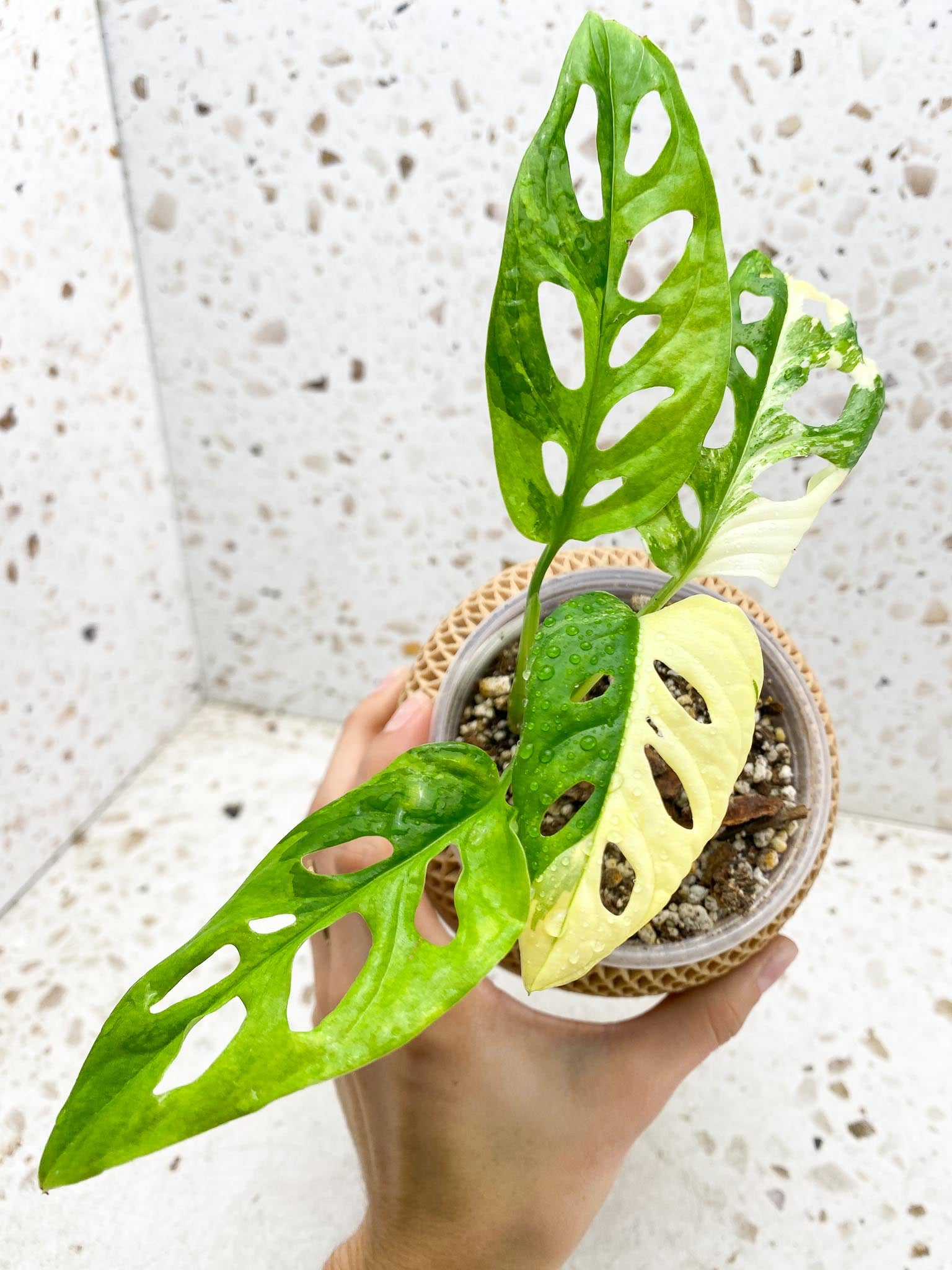 Monstera Adansonii Albo Tricolor Variegated 4 Leaves 4 Nodes Rooted