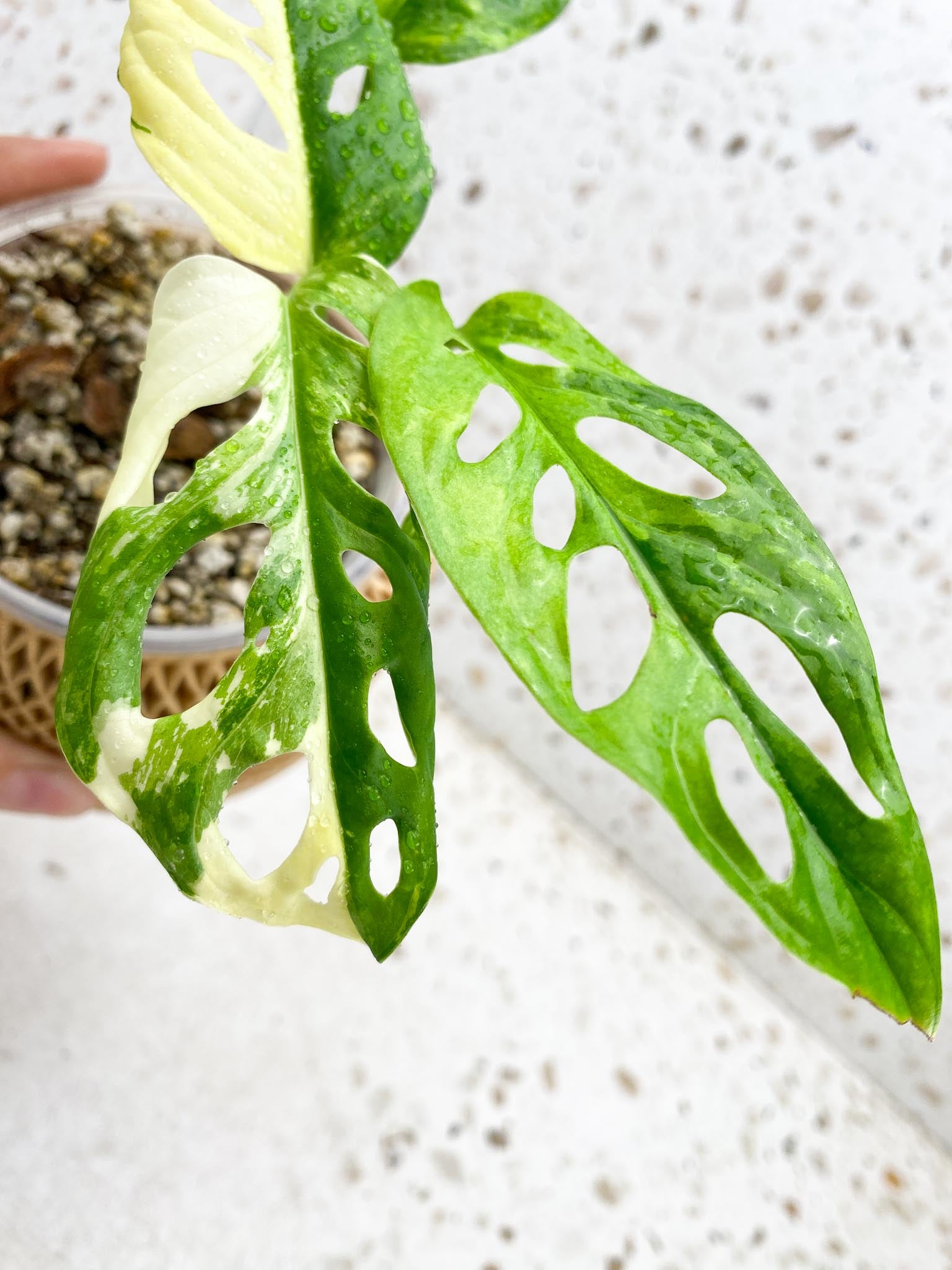 Monstera Adansonii Albo Tricolor Variegated 4 Leaves 4 Nodes Rooted