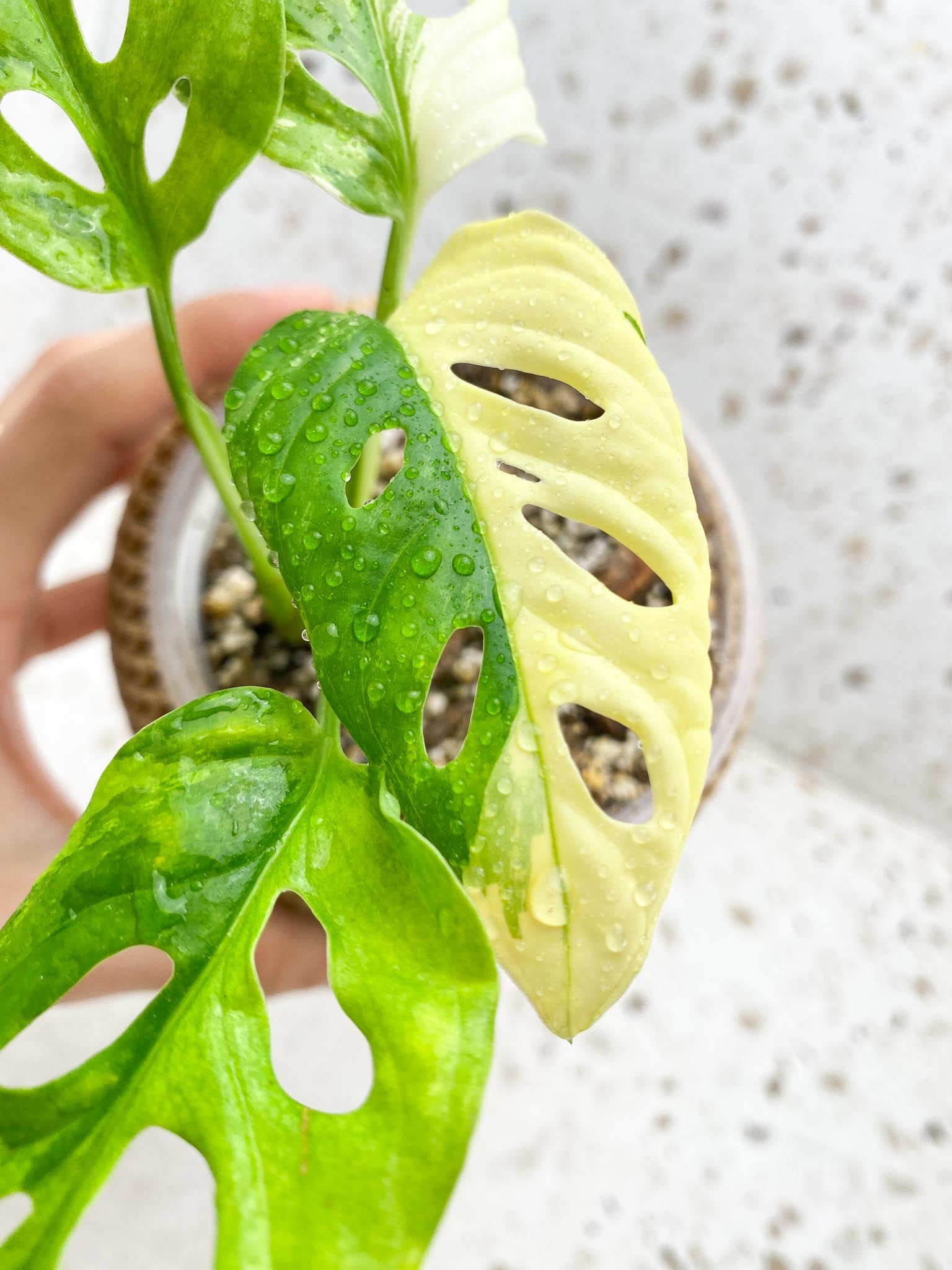 Monstera Adansonii Albo Tricolor Variegated 4 Leaves 4 Nodes Rooted