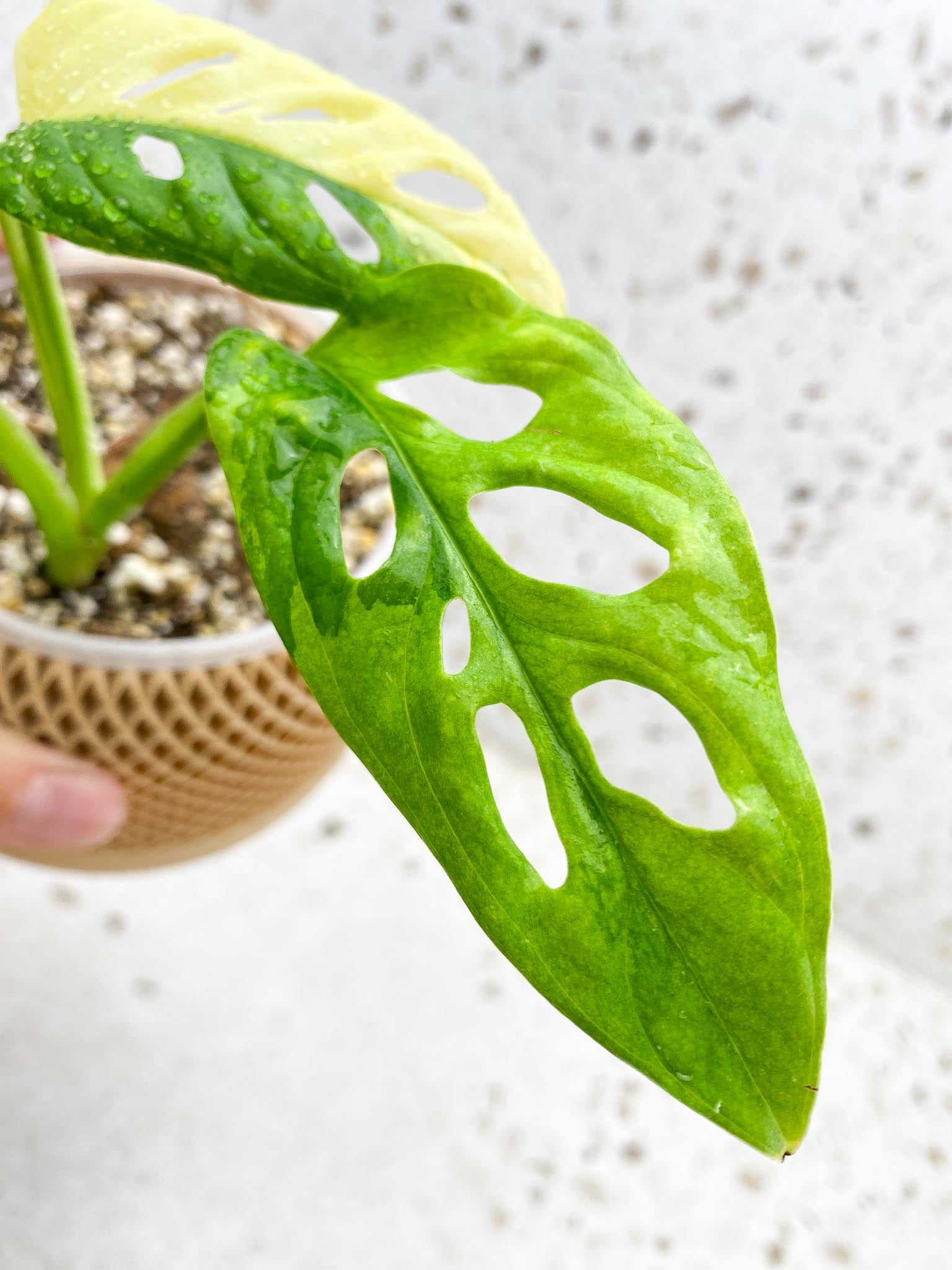 Monstera Adansonii Albo Tricolor Variegated 4 Leaves 4 Nodes Rooted